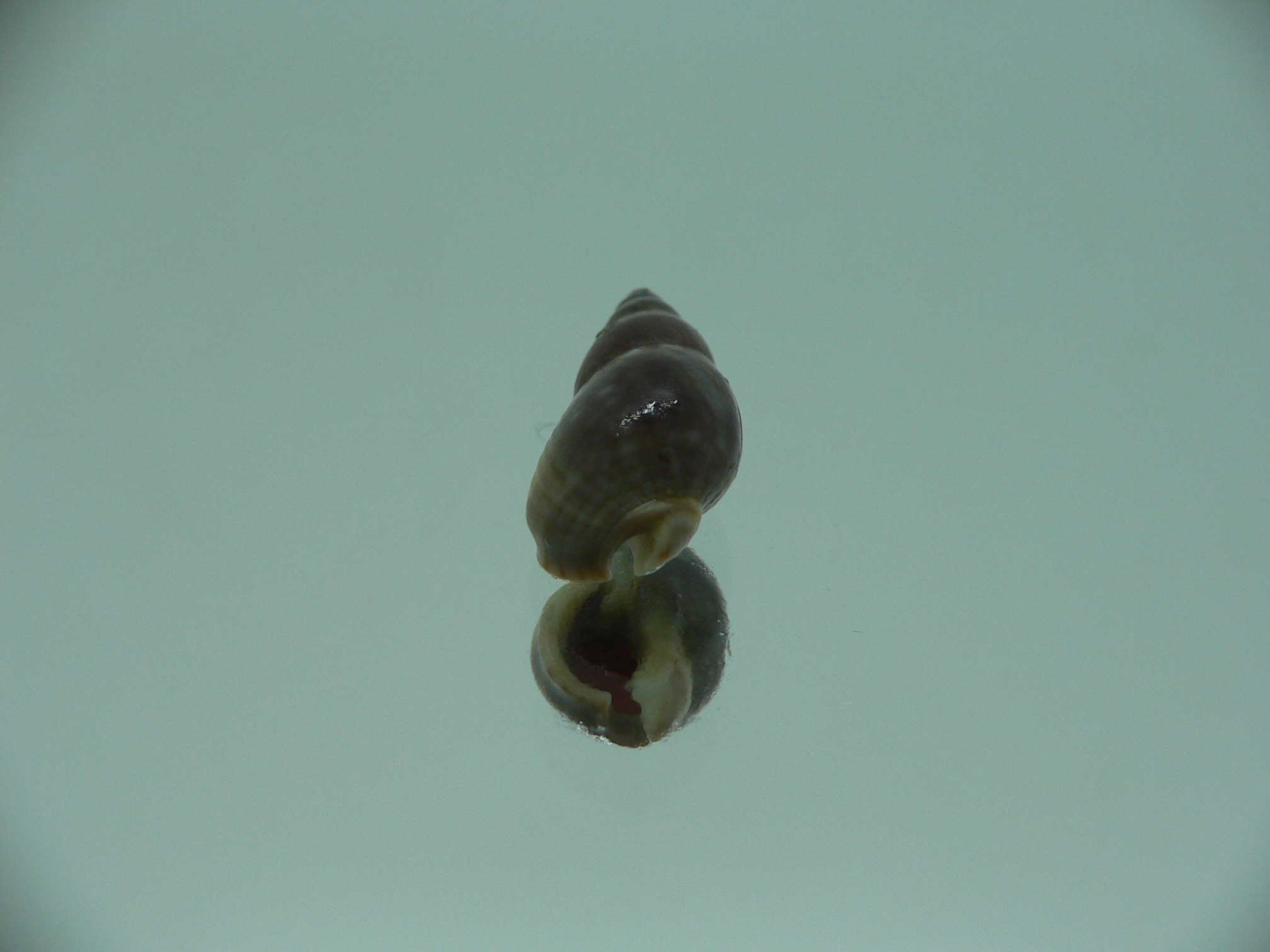 Nassarius reeveanus f. marrati