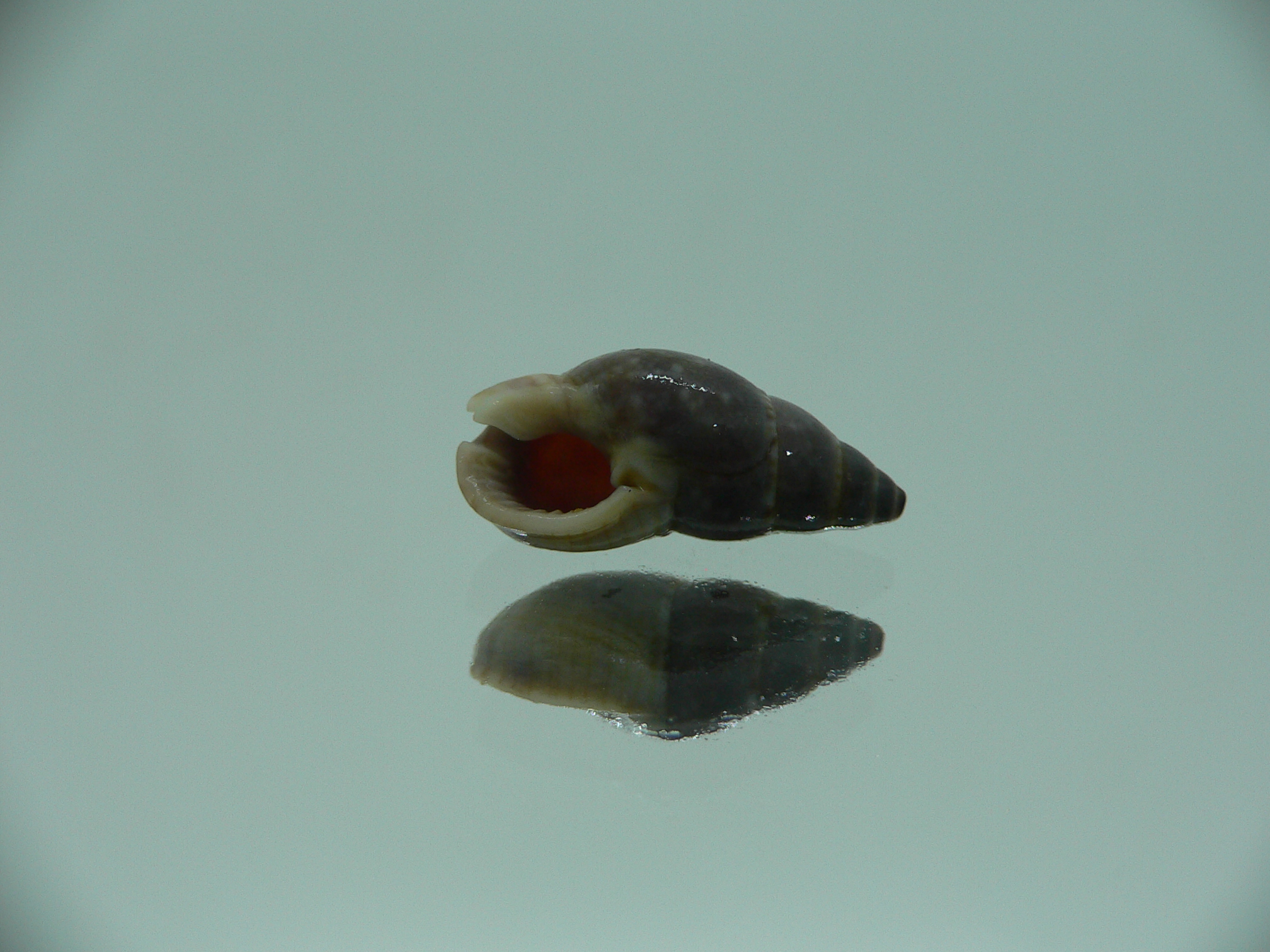 Nassarius reeveanus f. marrati