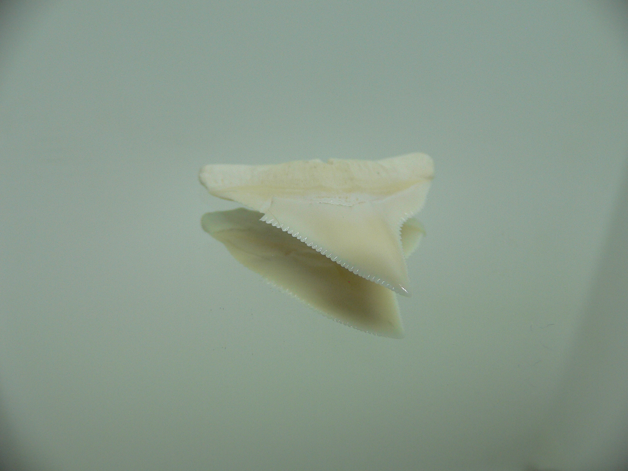 Carcharhinus leucas Зуб БЫЧЬЕЙ акулы 5