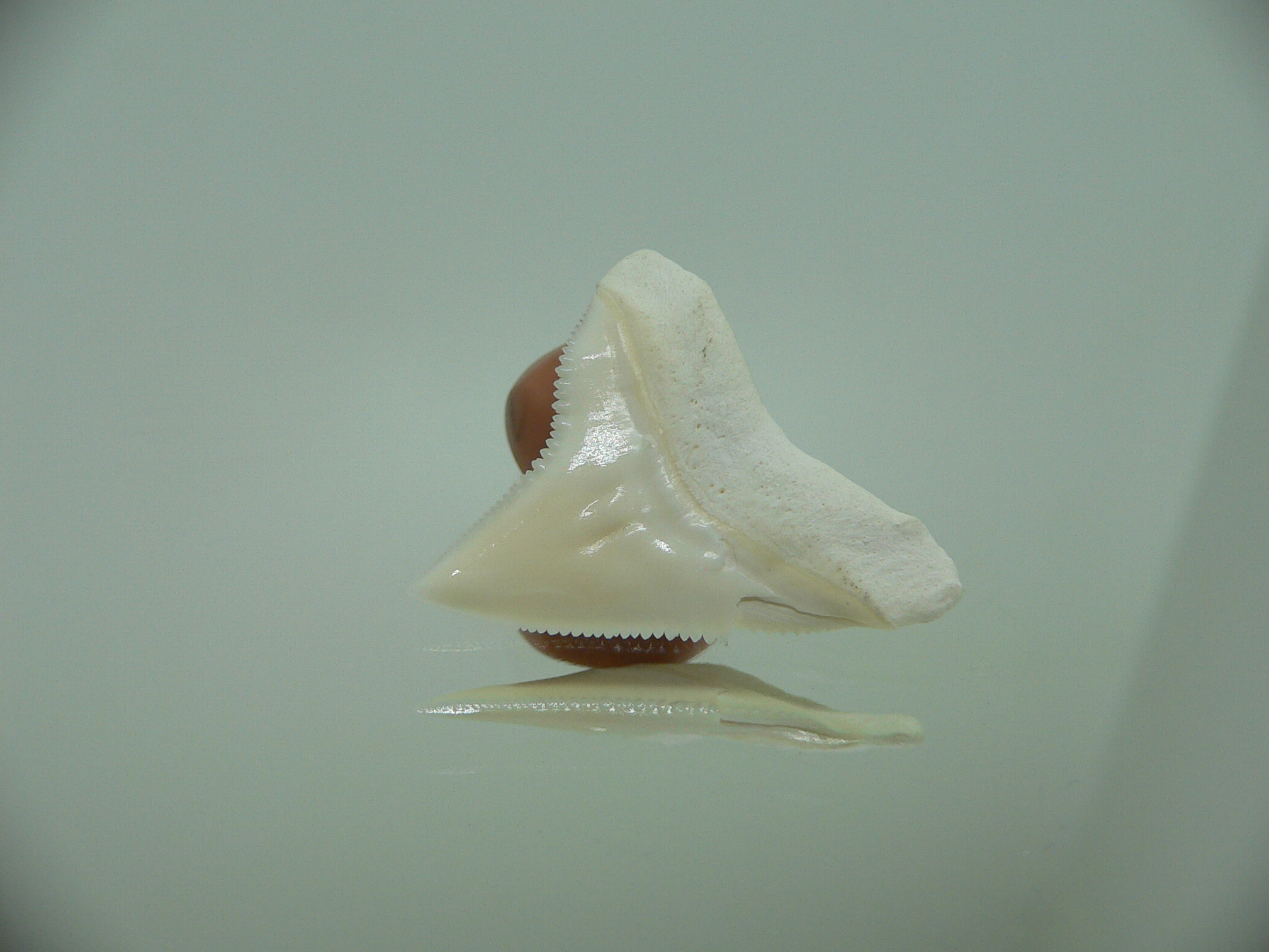 Carcharhinus leucas Зуб БЫЧЬЕЙ акулы 5