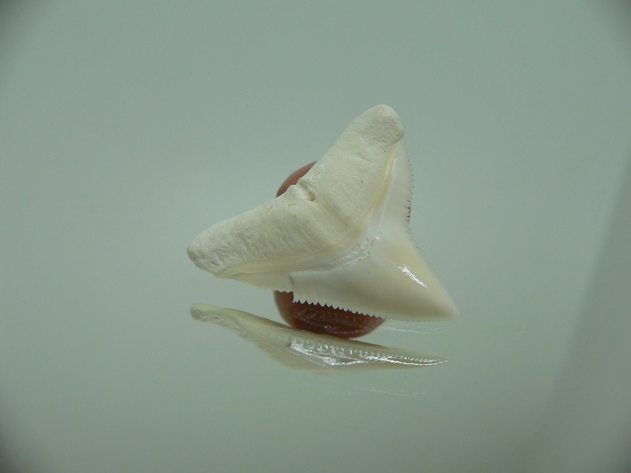 Carcharhinus leucas Зуб БЫЧЬЕЙ акулы 5