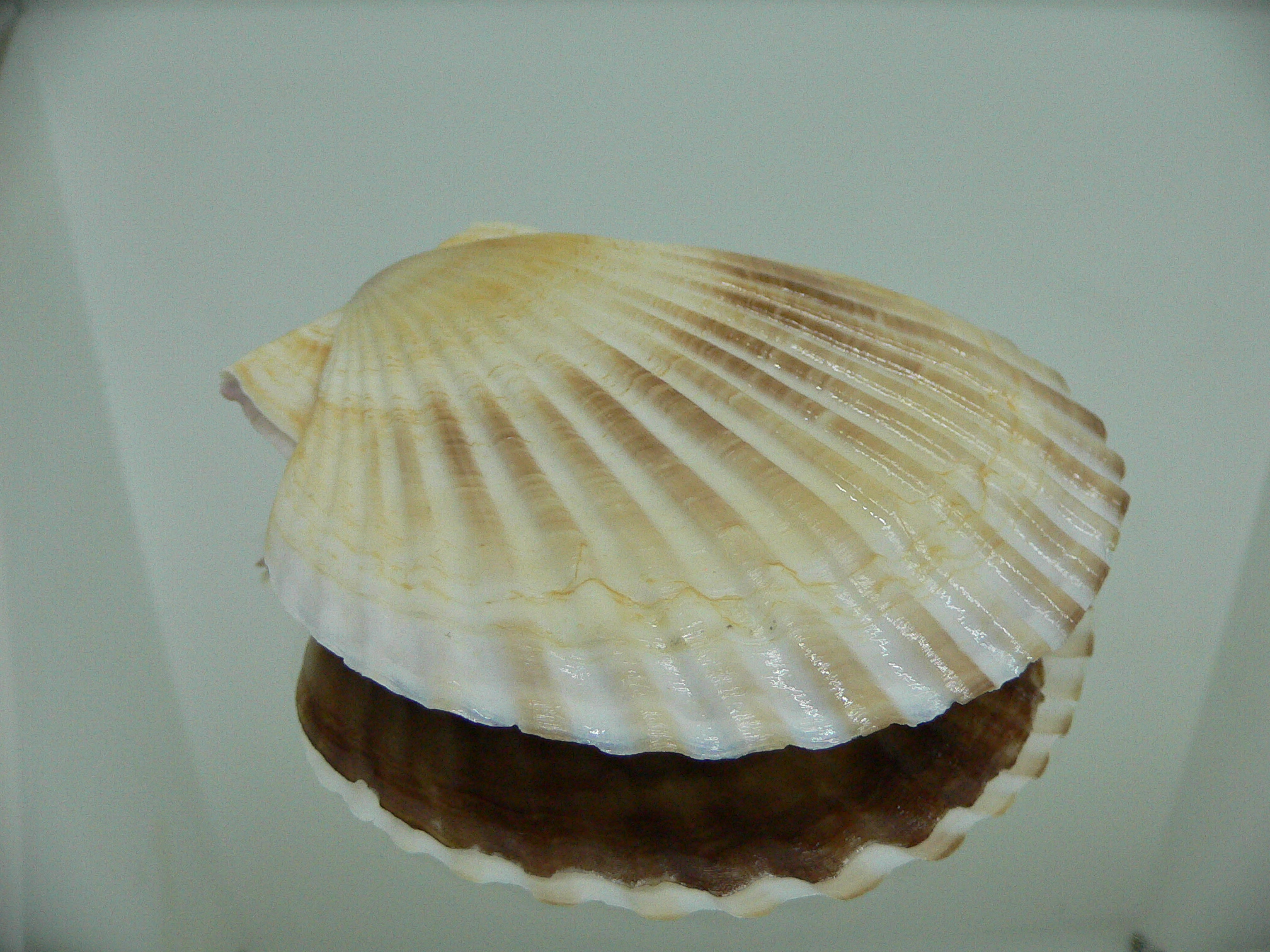 Patinopecten yessoensis BABY