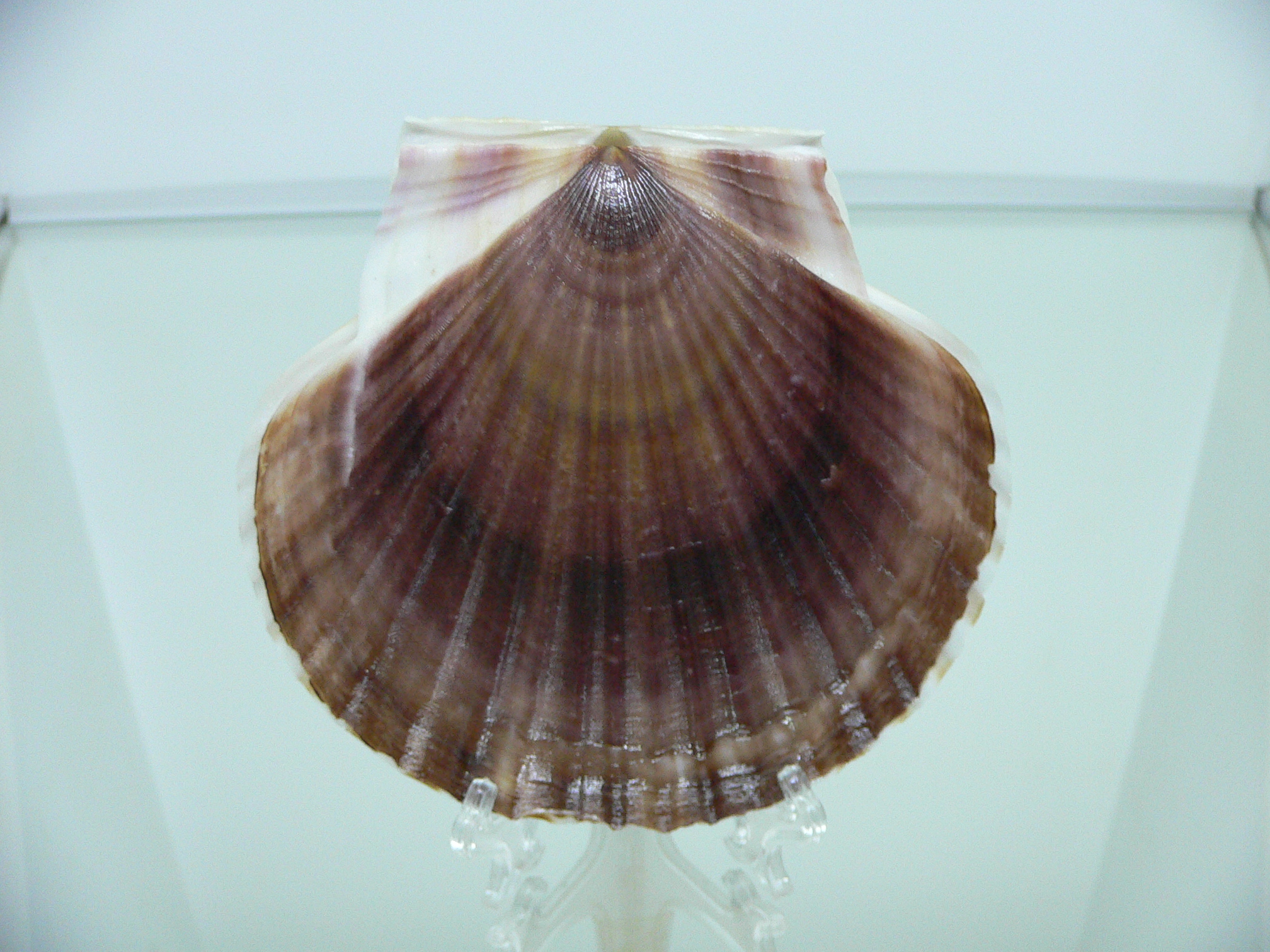 Patinopecten yessoensis BABY