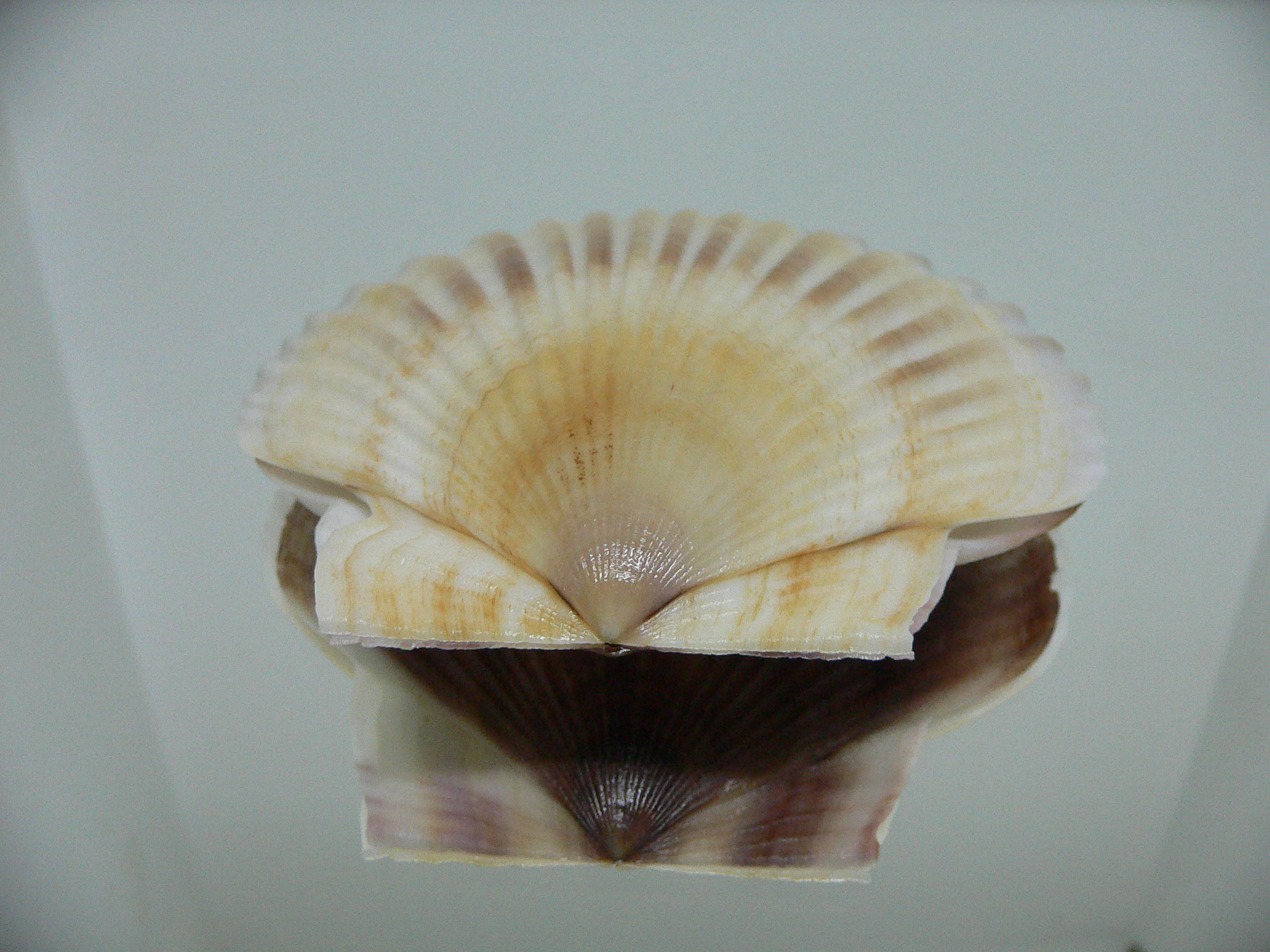 Patinopecten yessoensis BABY
