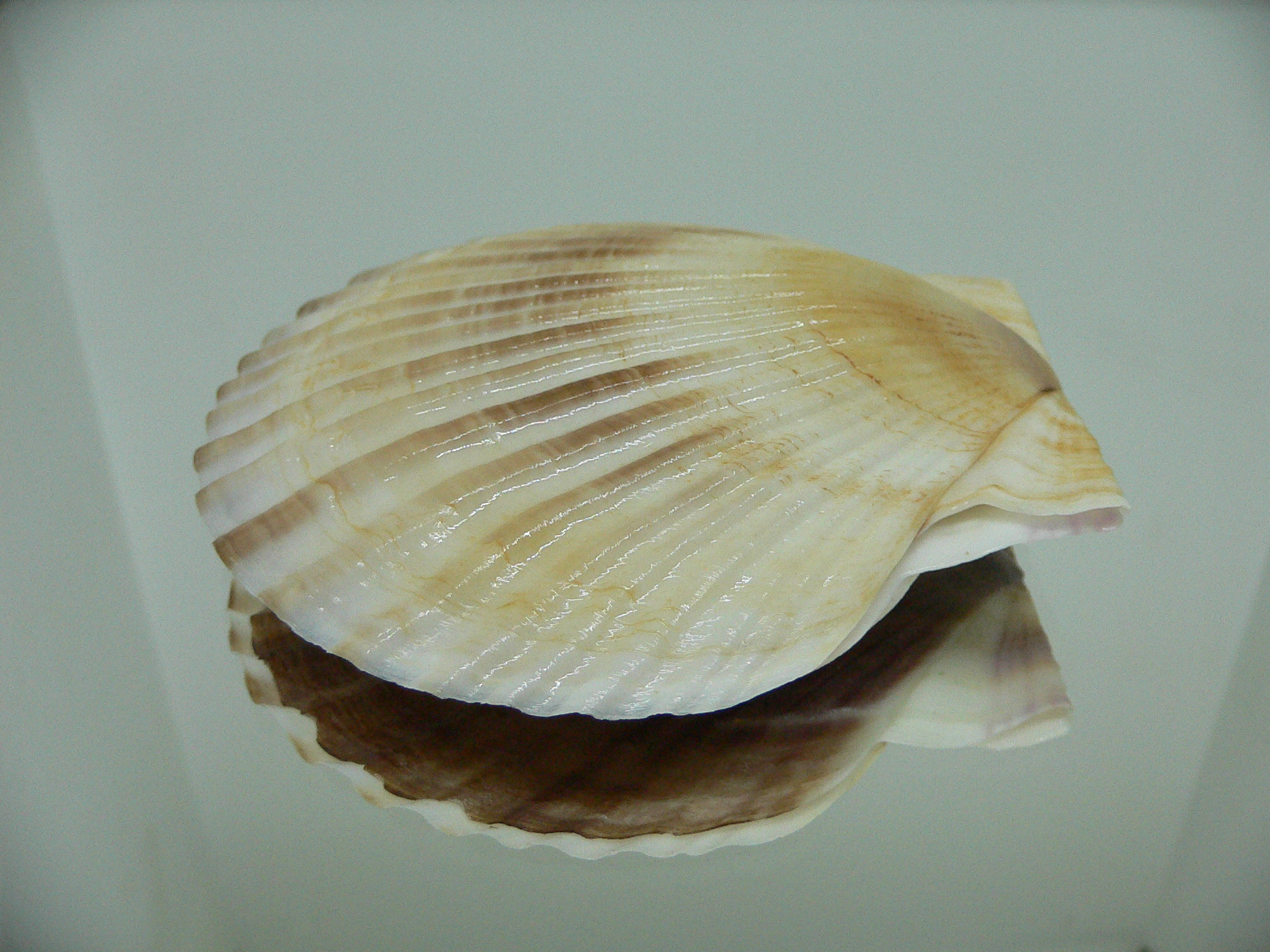 Patinopecten yessoensis BABY