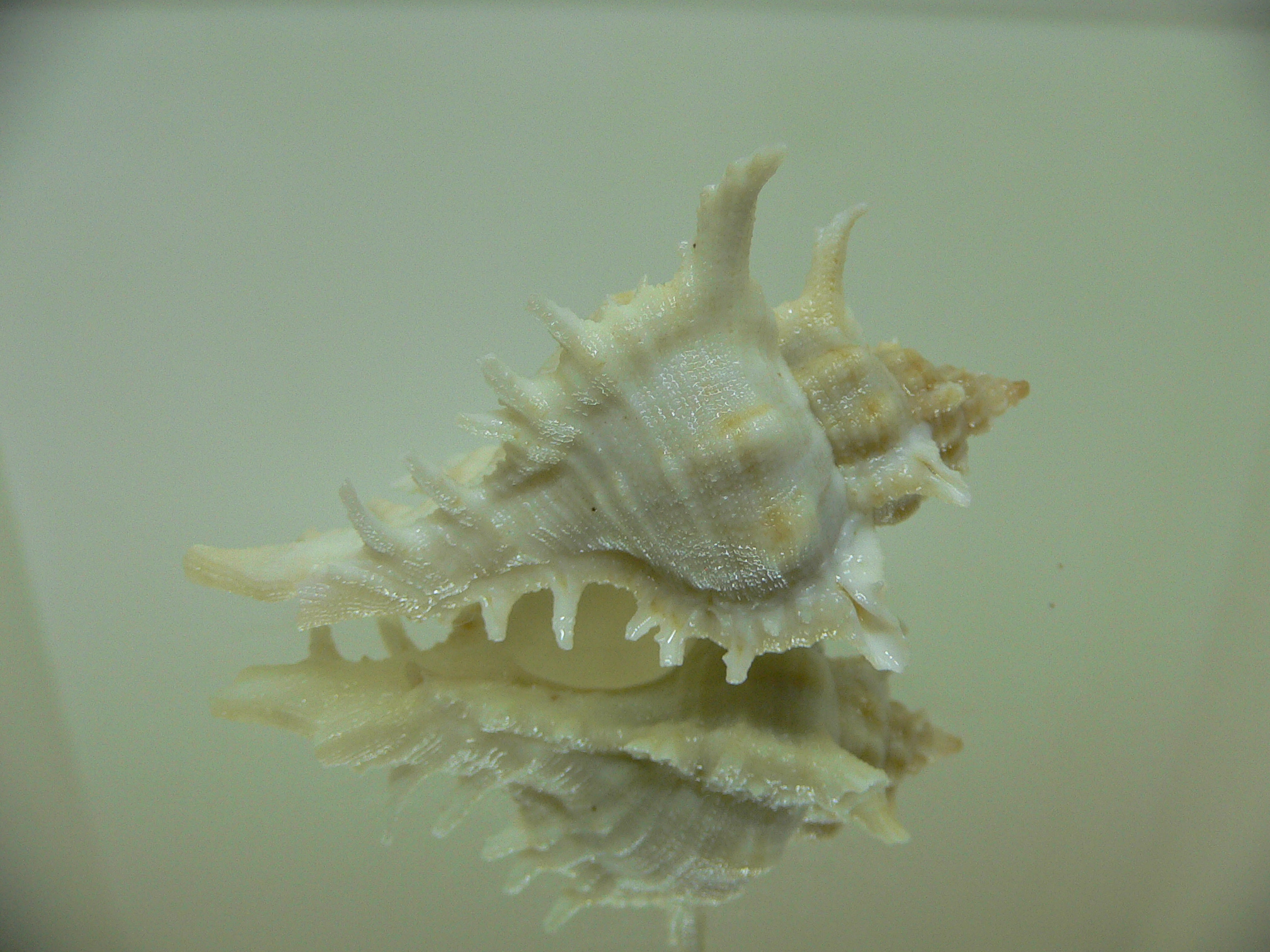 Chicoreus litos