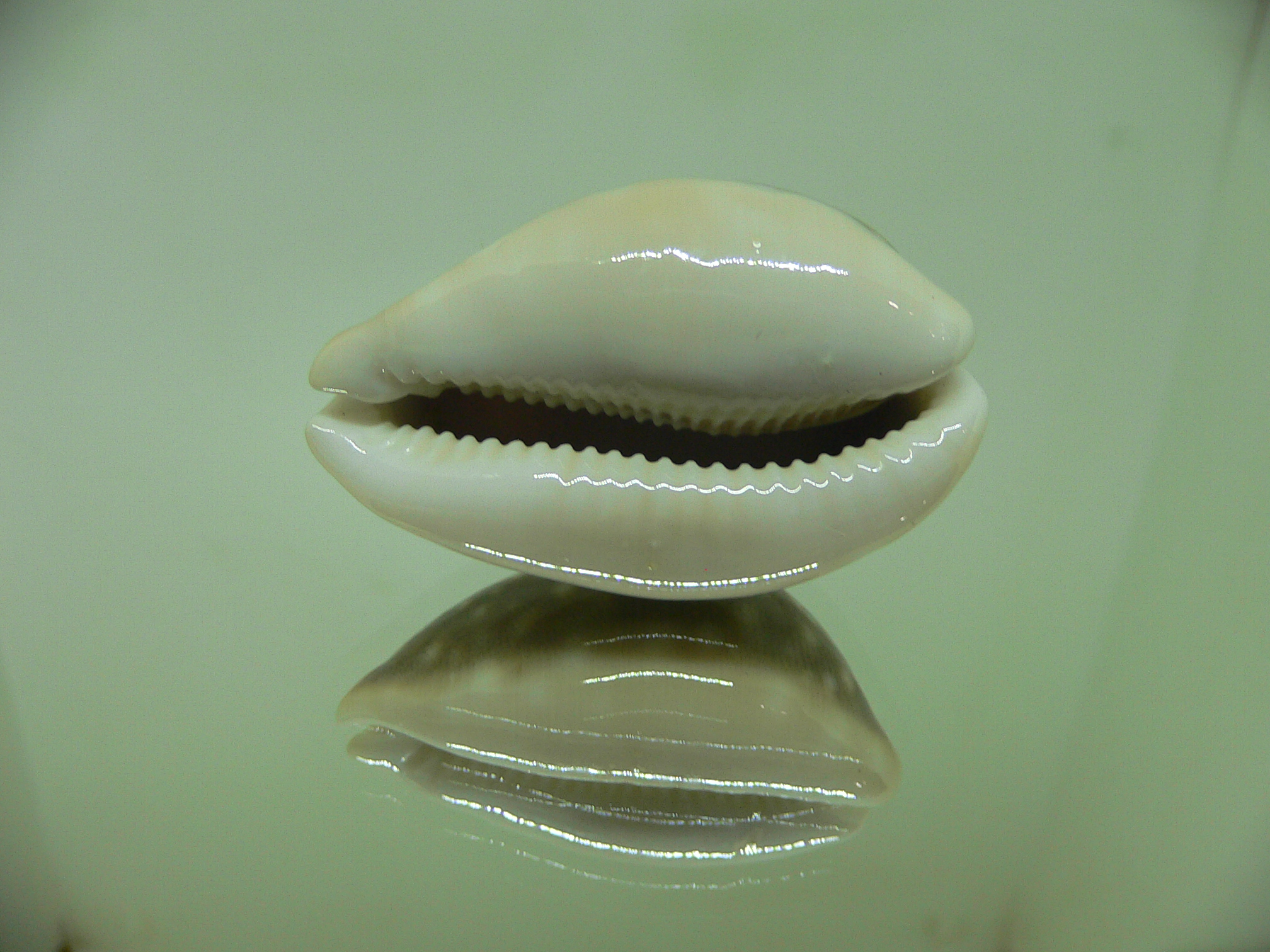 Cypraea vitellus vitellus BIG CALLUS