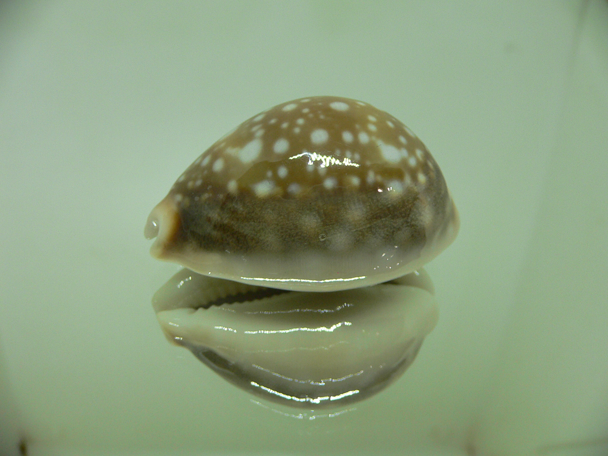 Cypraea vitellus vitellus BIG CALLUS