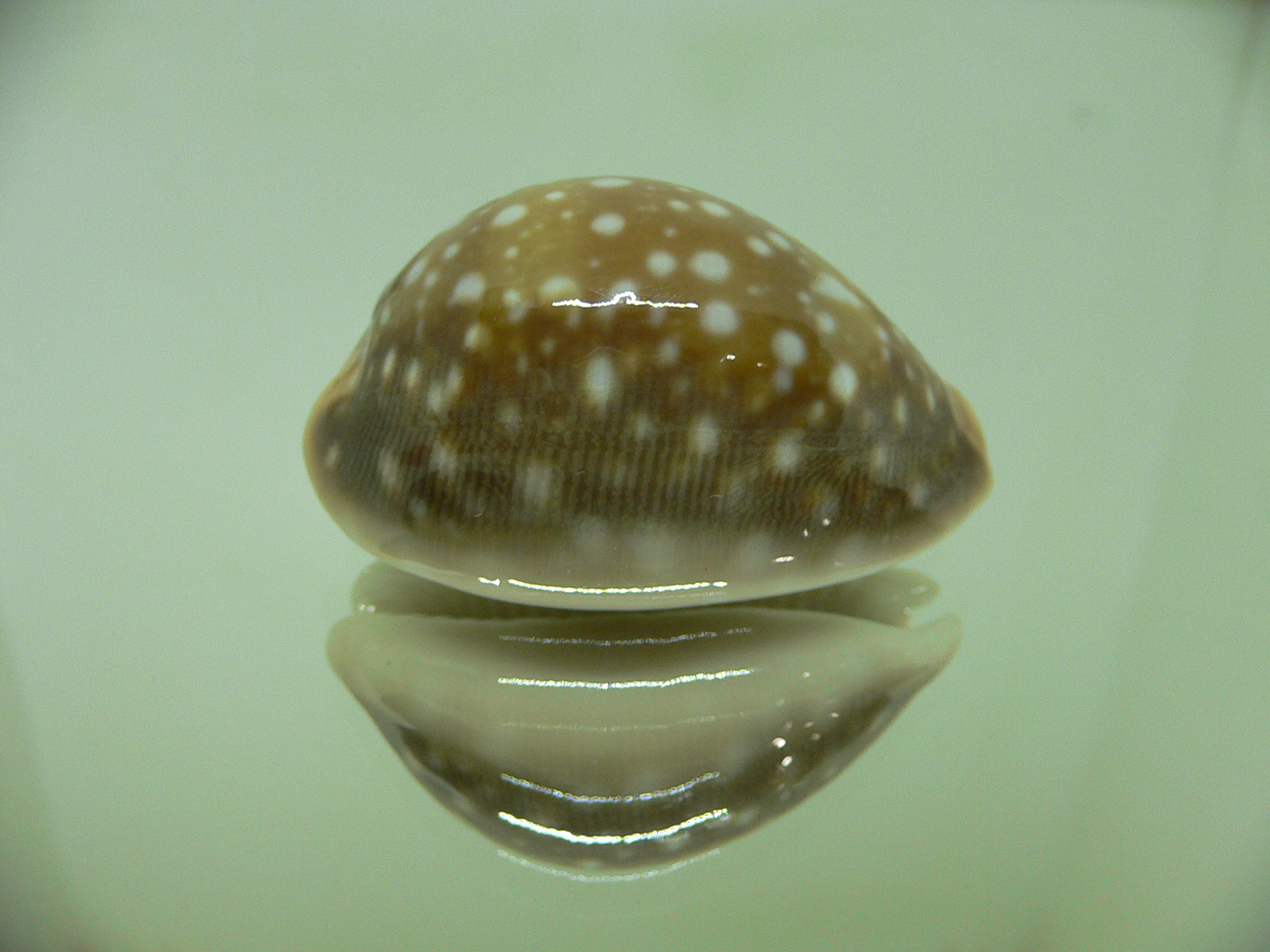 Cypraea vitellus vitellus BIG CALLUS