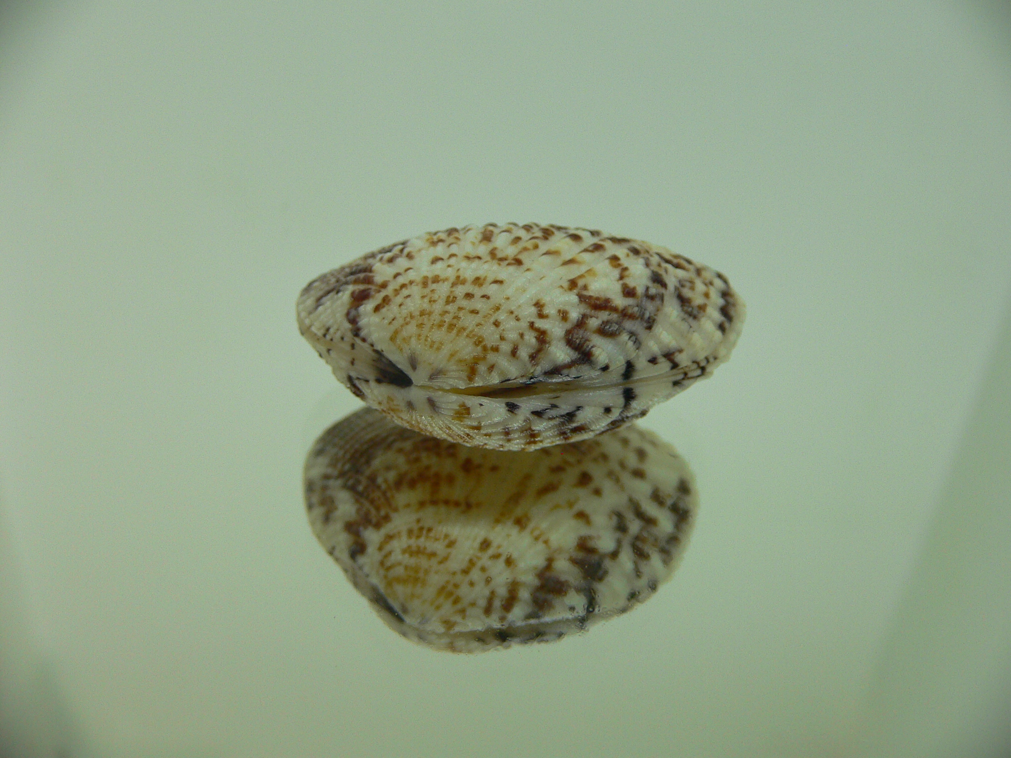 Gafrarium pectinatum FLAT