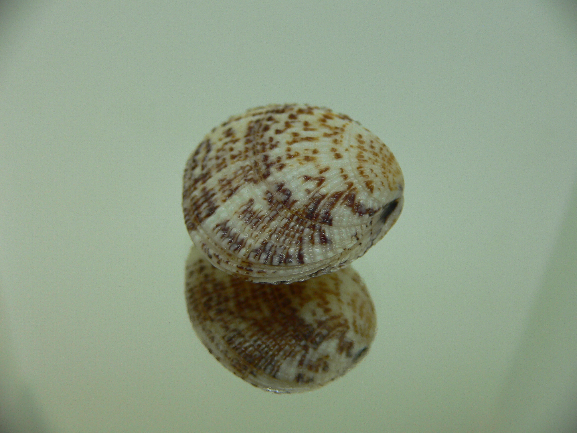 Gafrarium pectinatum FLAT