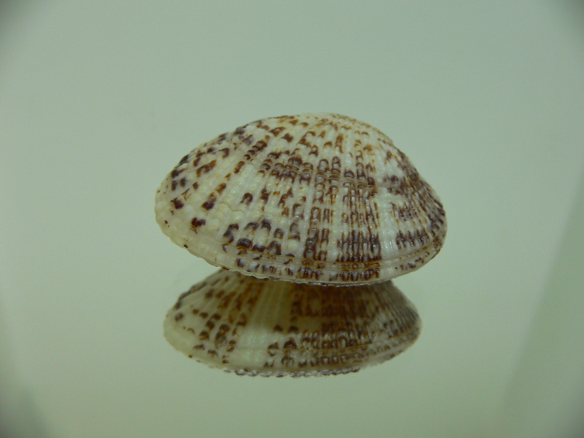 Gafrarium pectinatum FLAT