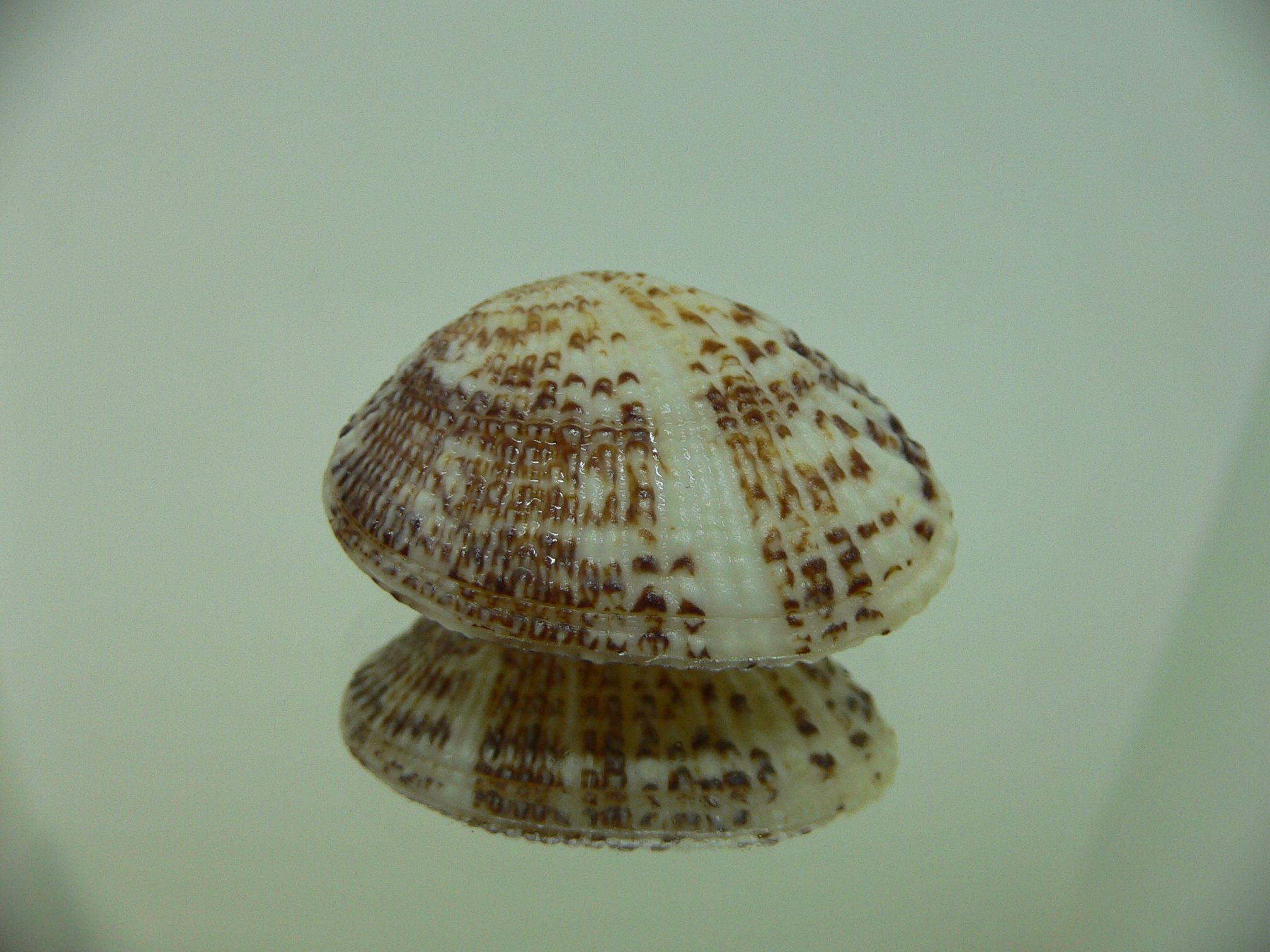 Gafrarium pectinatum FLAT