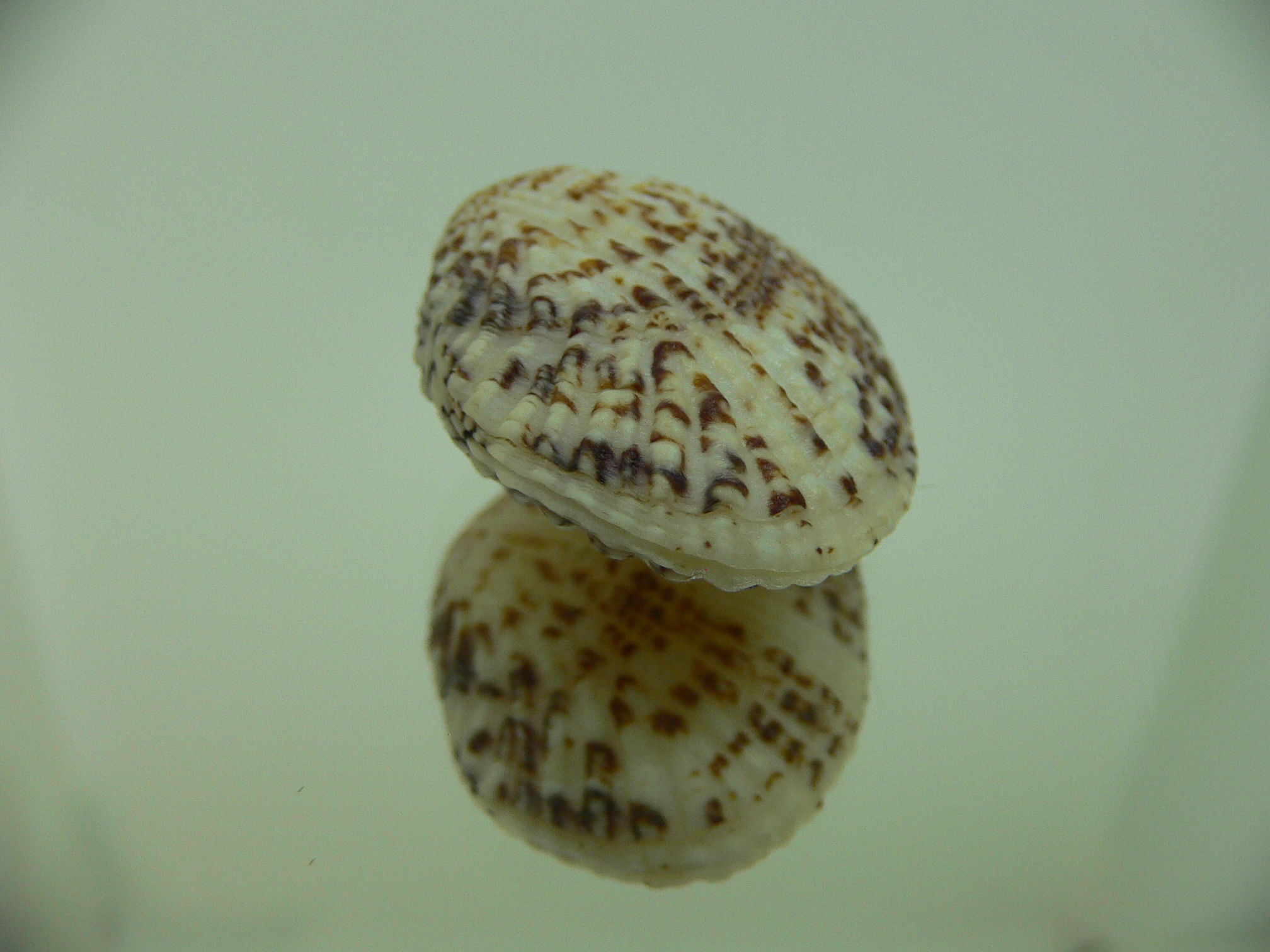 Gafrarium pectinatum FLAT
