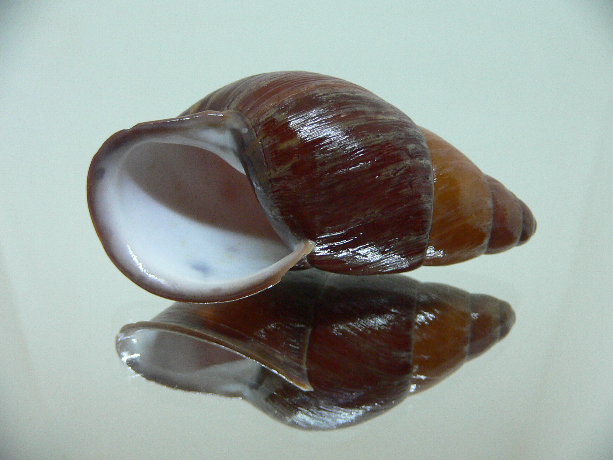 Chrysallis aspersa BIG