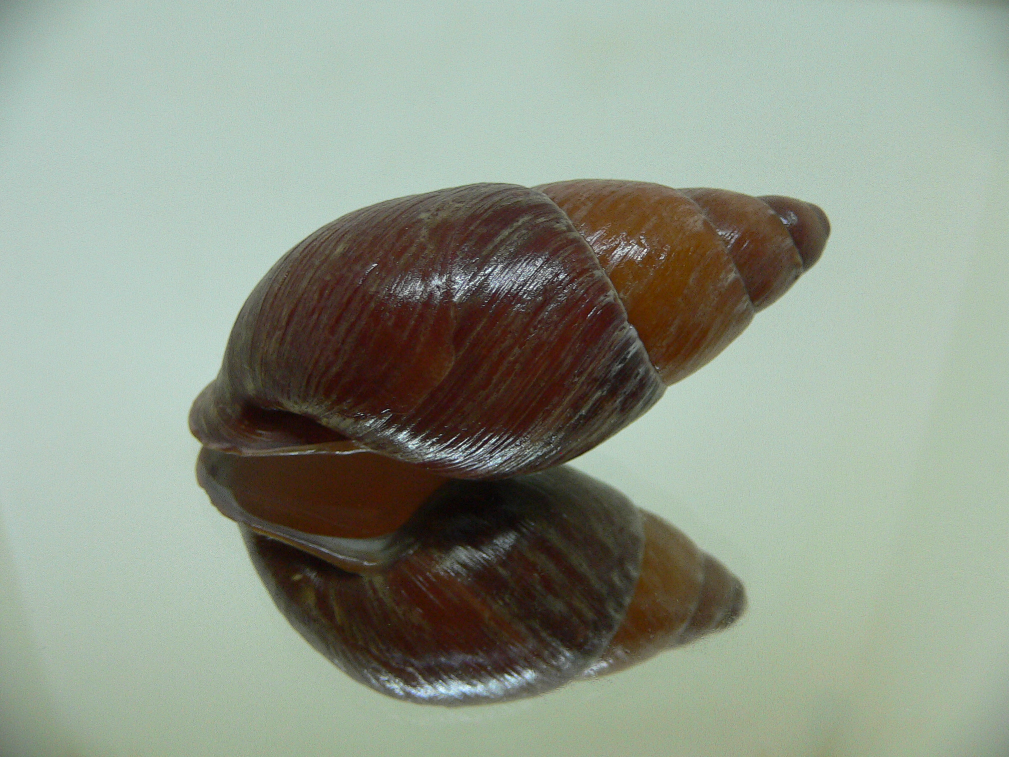 Chrysallis aspersa BIG