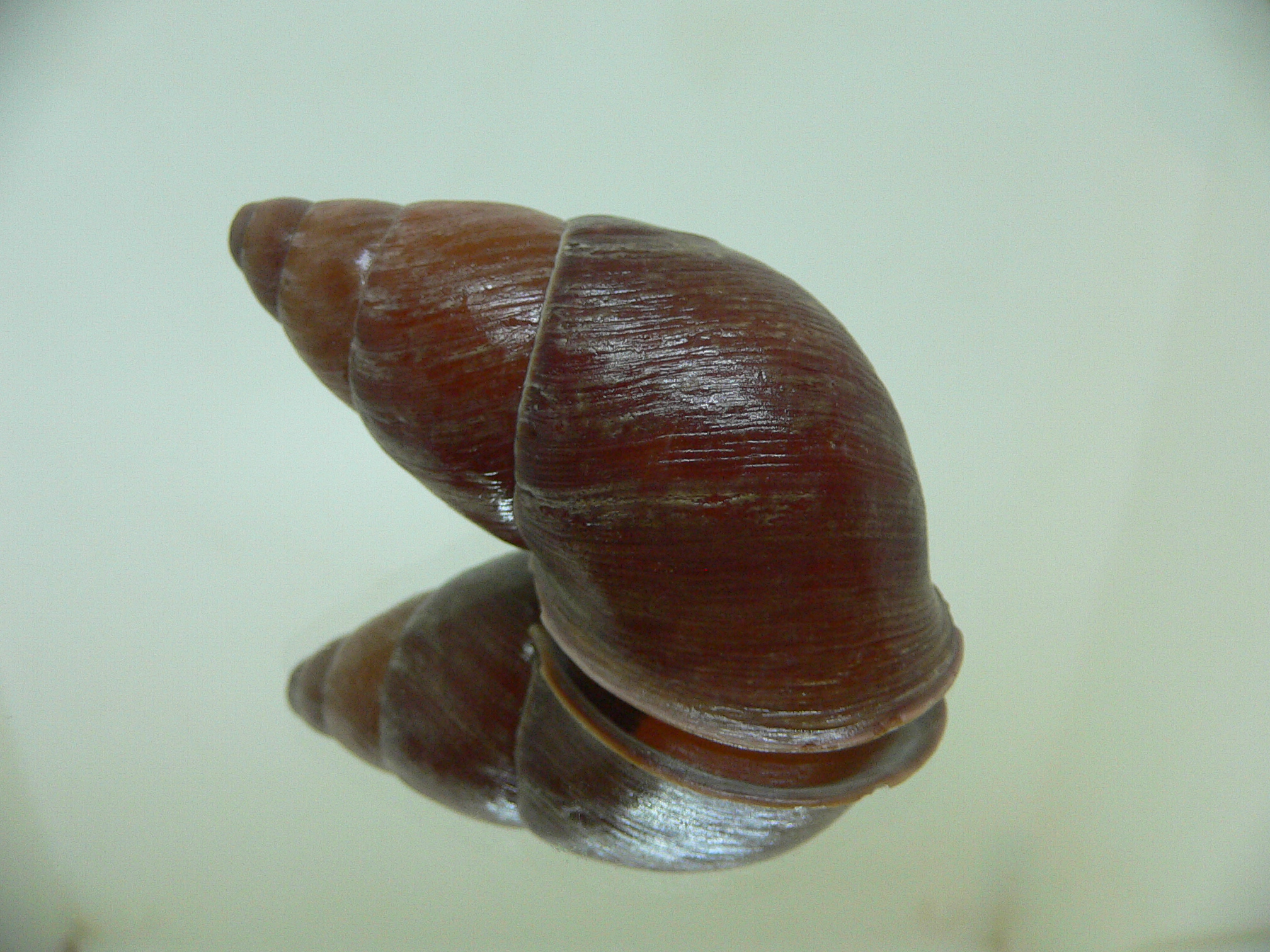 Chrysallis aspersa BIG