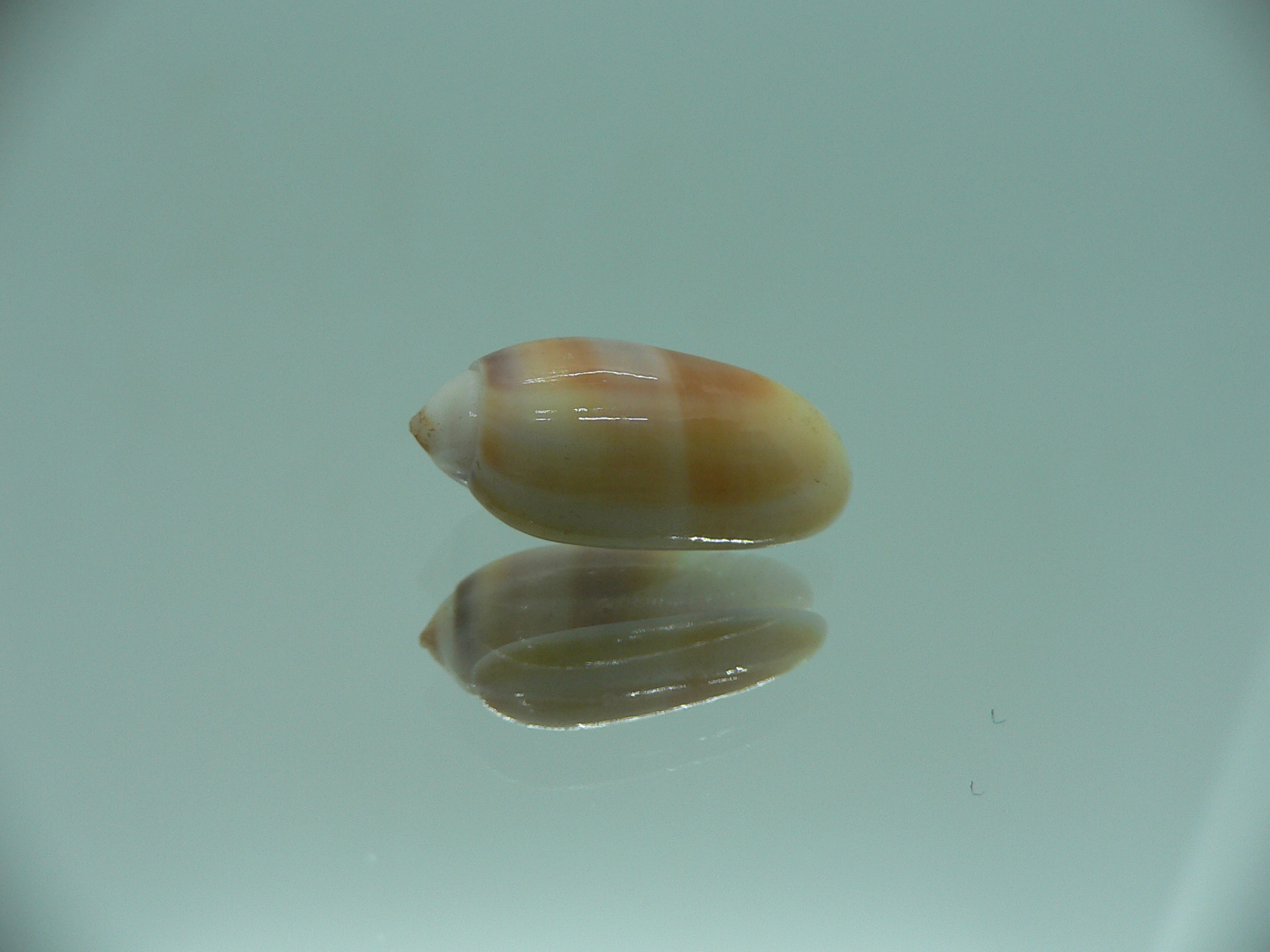 Oliva carneola f. trichroma IDEAL