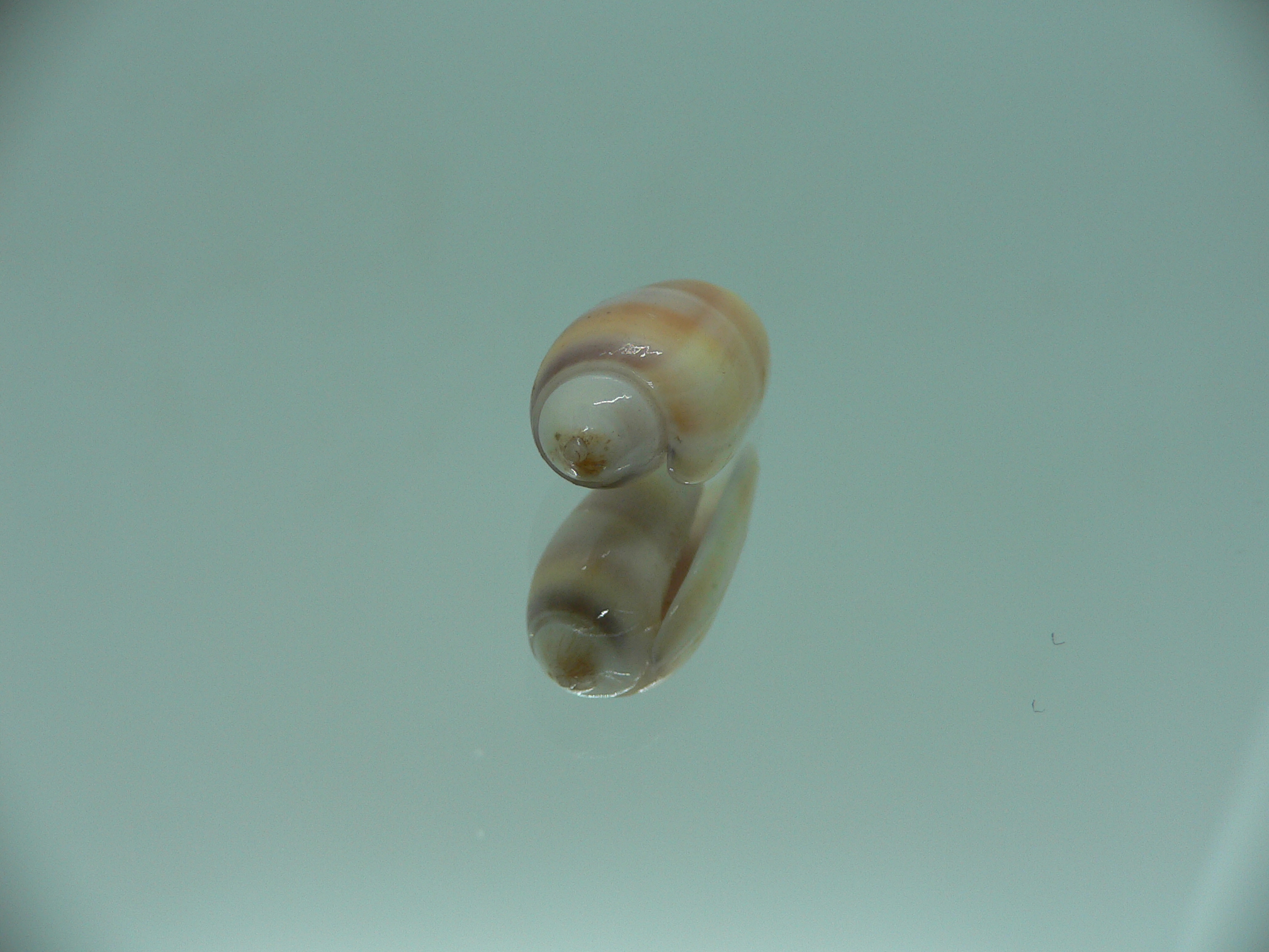 Oliva carneola f. trichroma IDEAL