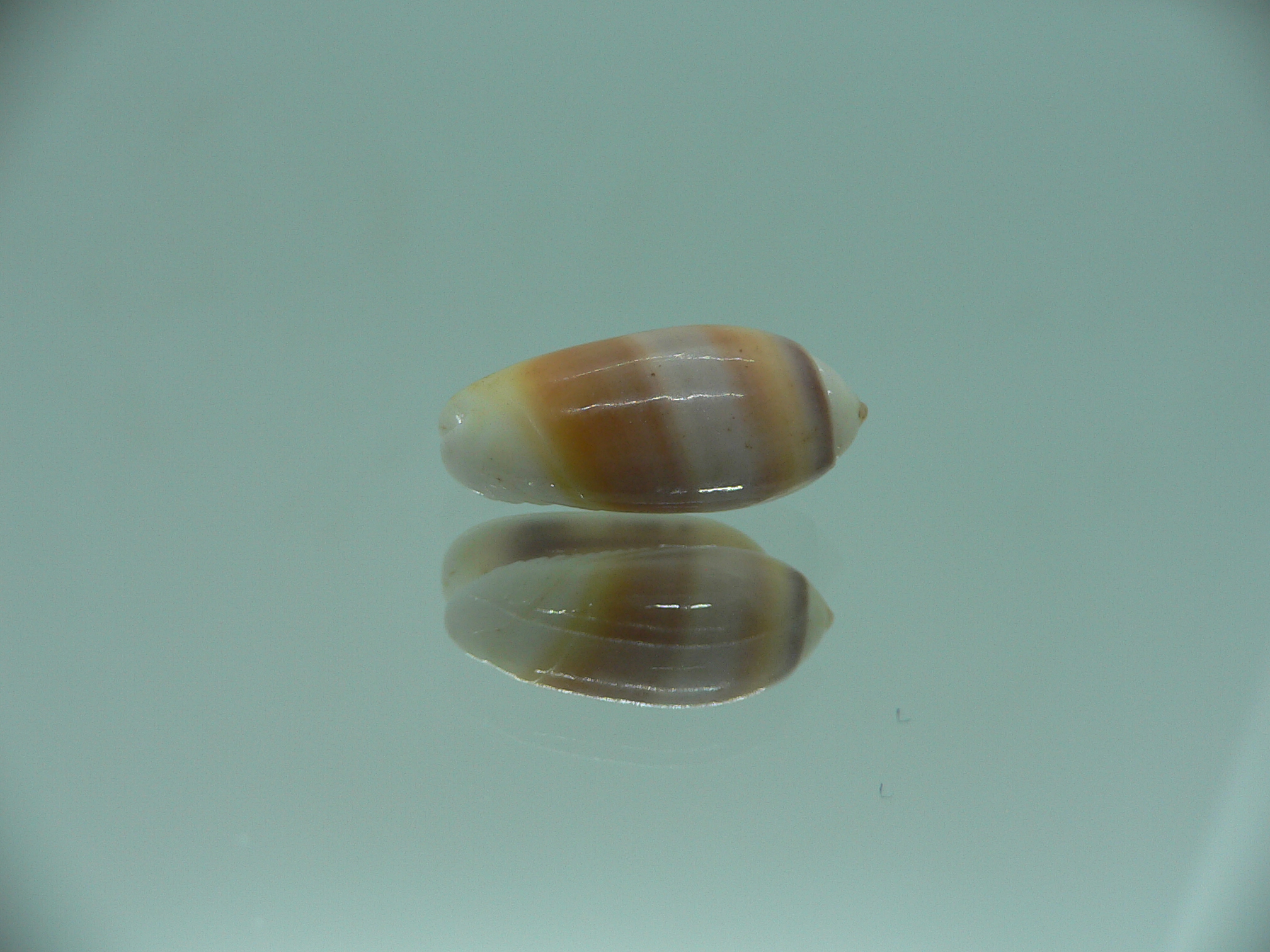 Oliva carneola f. trichroma IDEAL