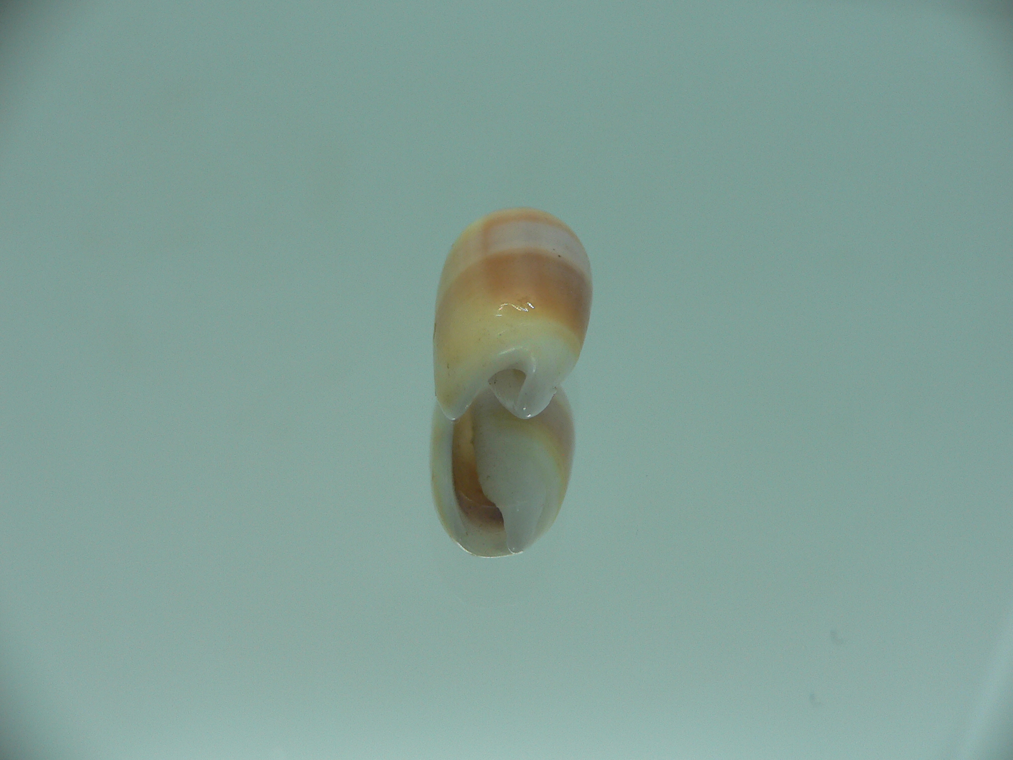 Oliva carneola f. trichroma IDEAL