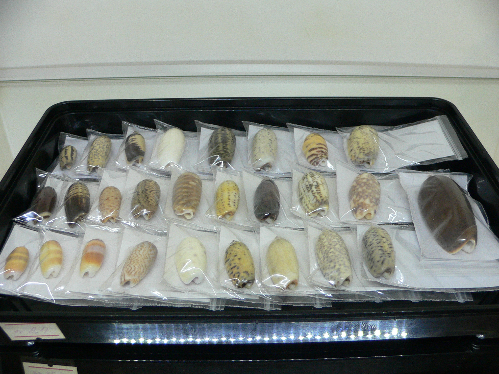 Oliva carneola f. trichroma IDEAL