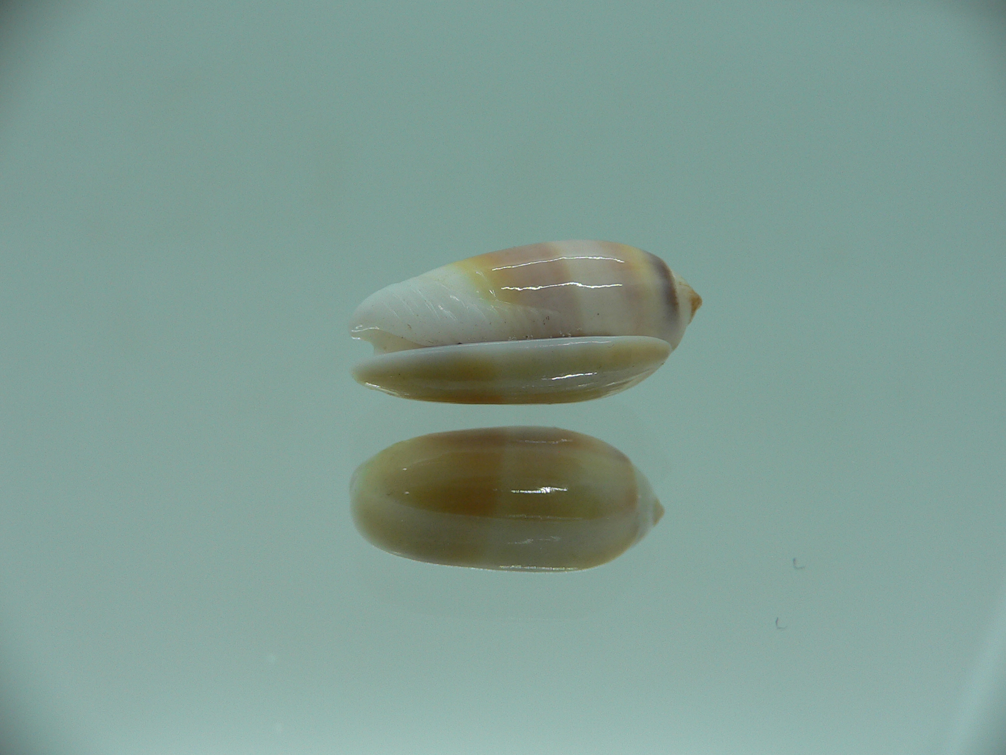 Oliva carneola f. trichroma IDEAL