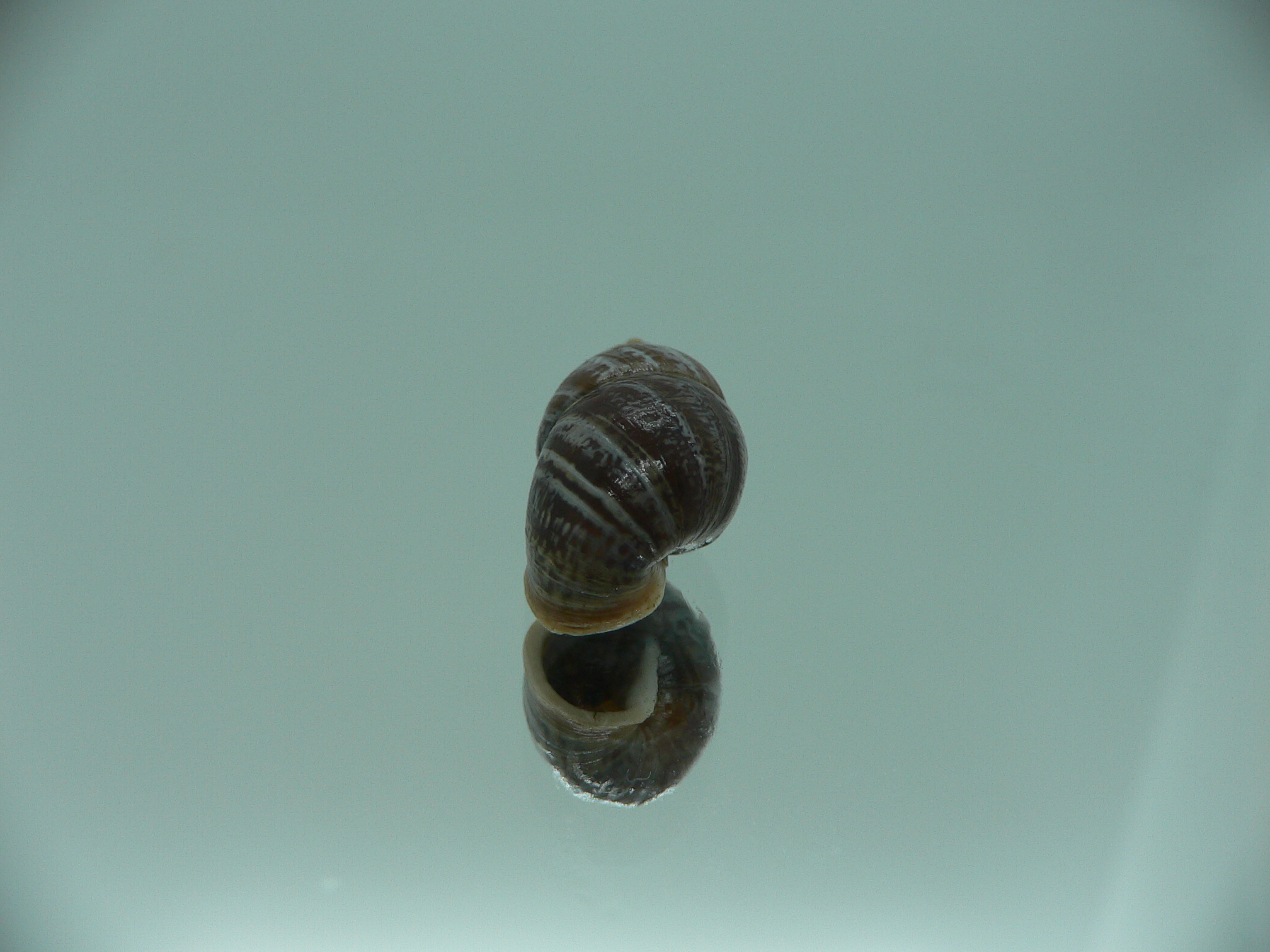 Pupinidius obrutschewi contractus