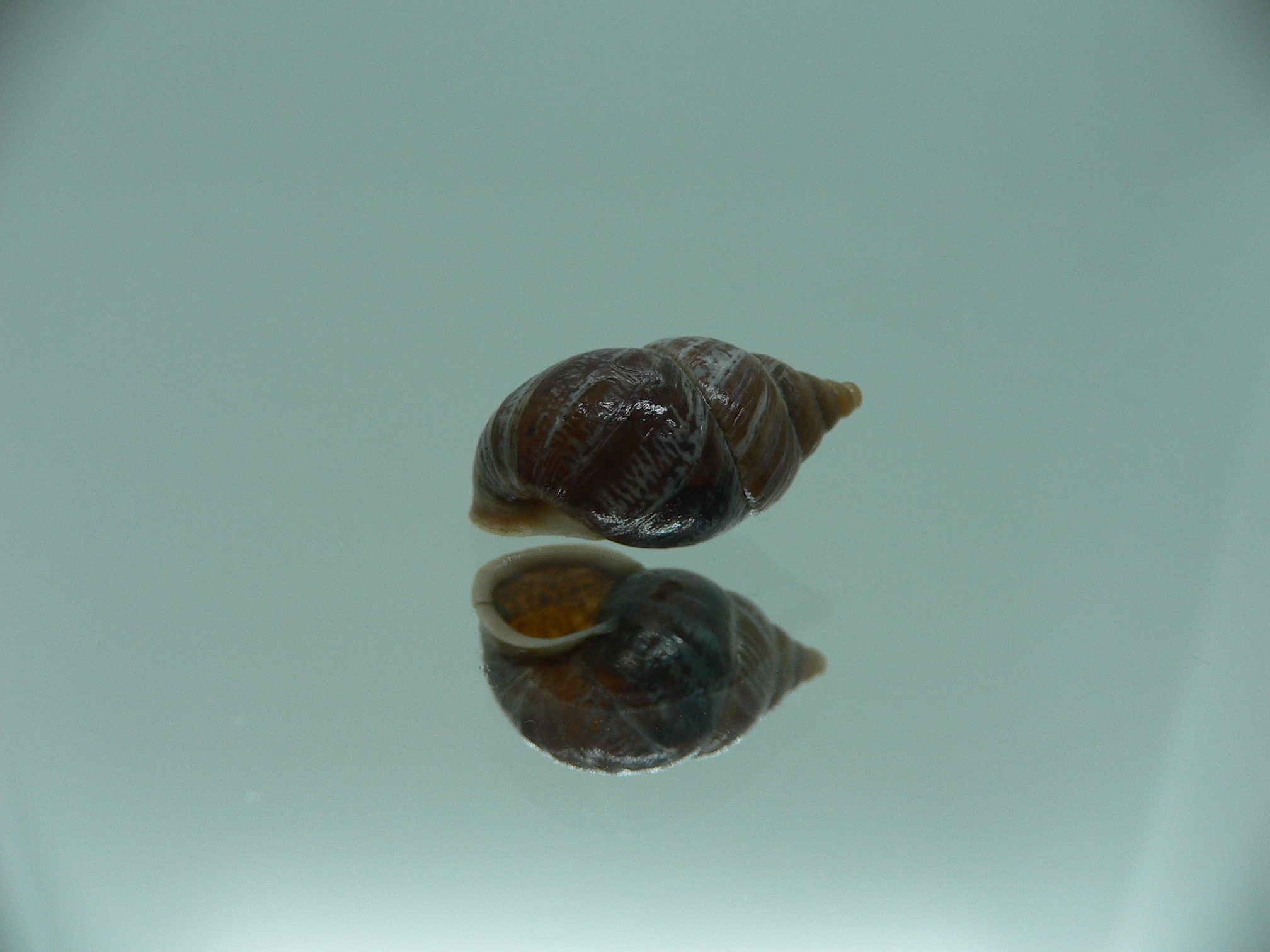 Pupinidius obrutschewi contractus