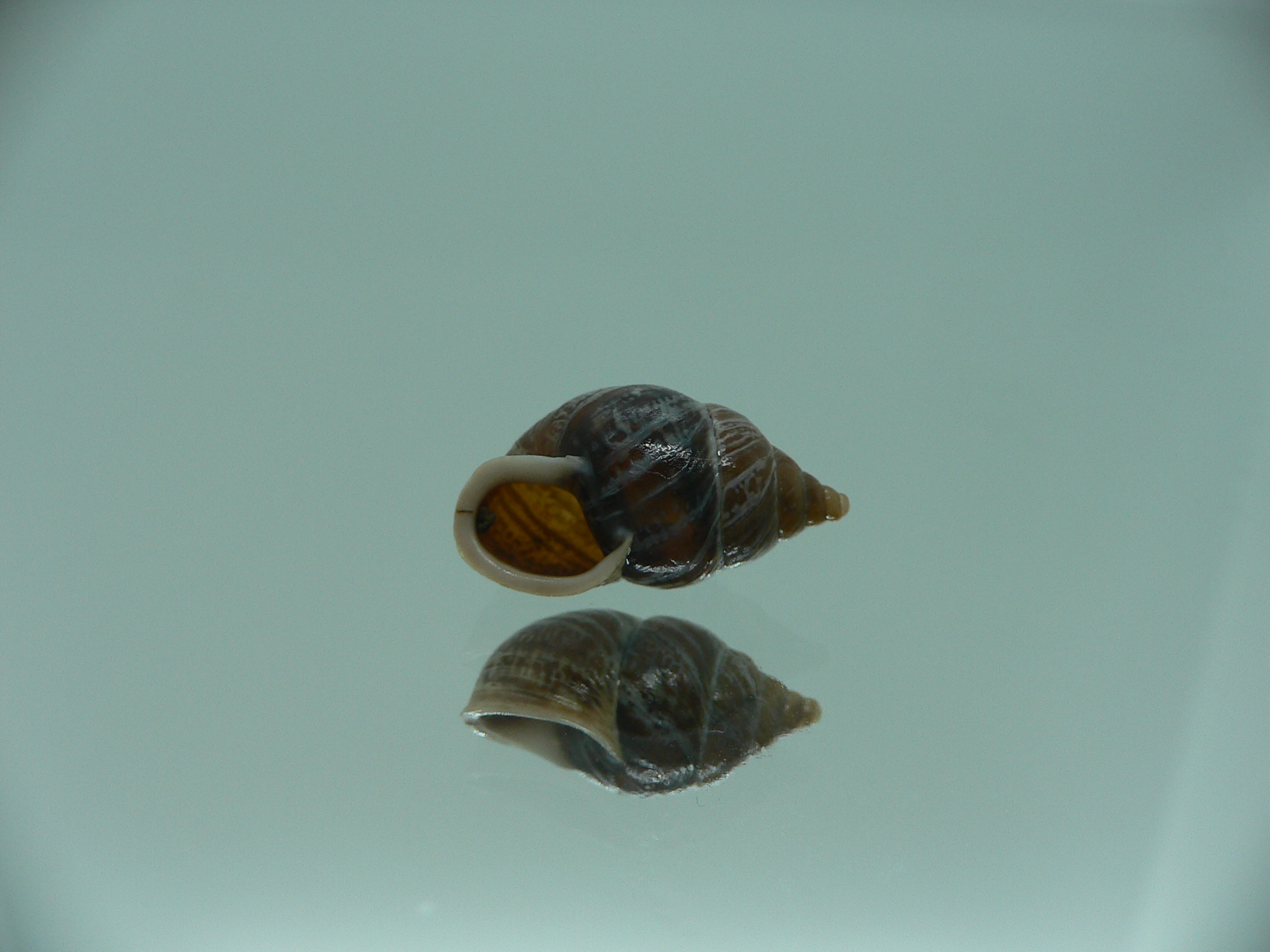 Pupinidius obrutschewi contractus