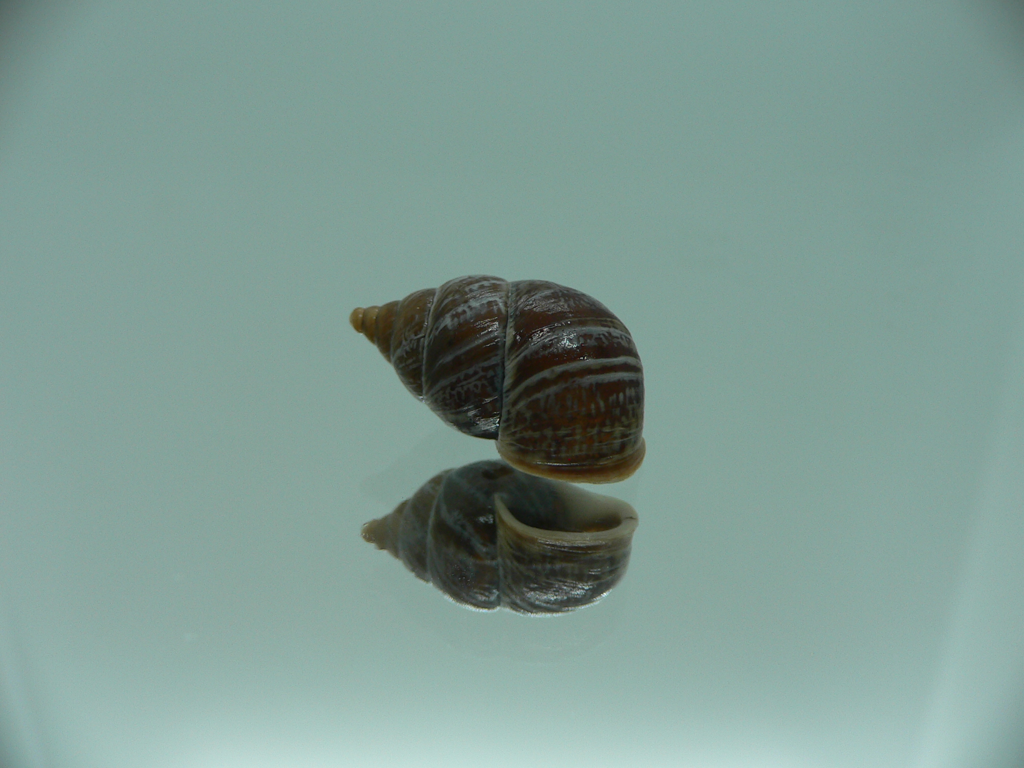 Pupinidius obrutschewi contractus