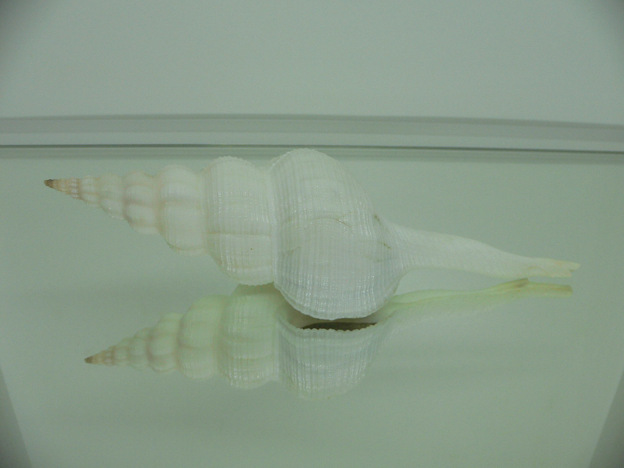 Fusinus marisinicus BIG