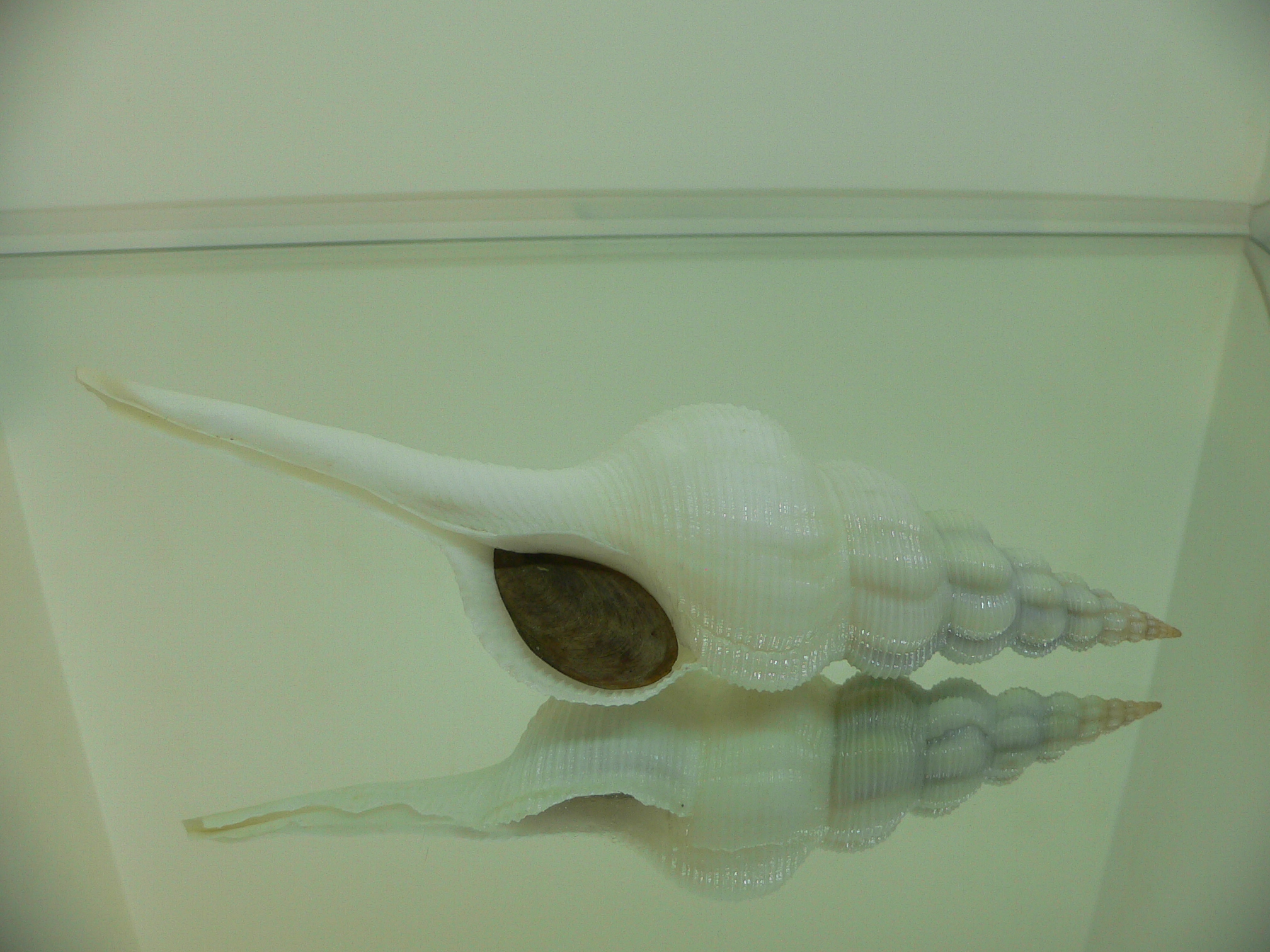 Fusinus marisinicus BIG