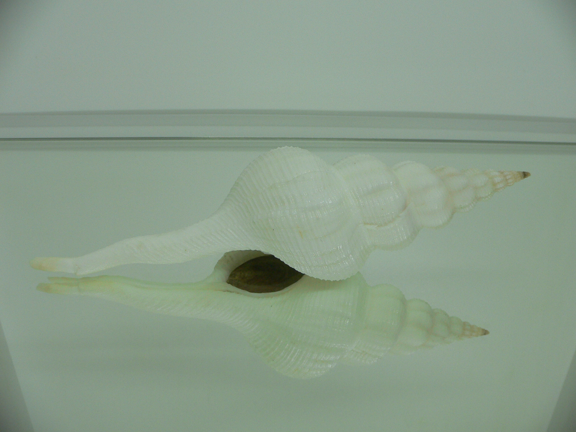 Fusinus marisinicus BIG