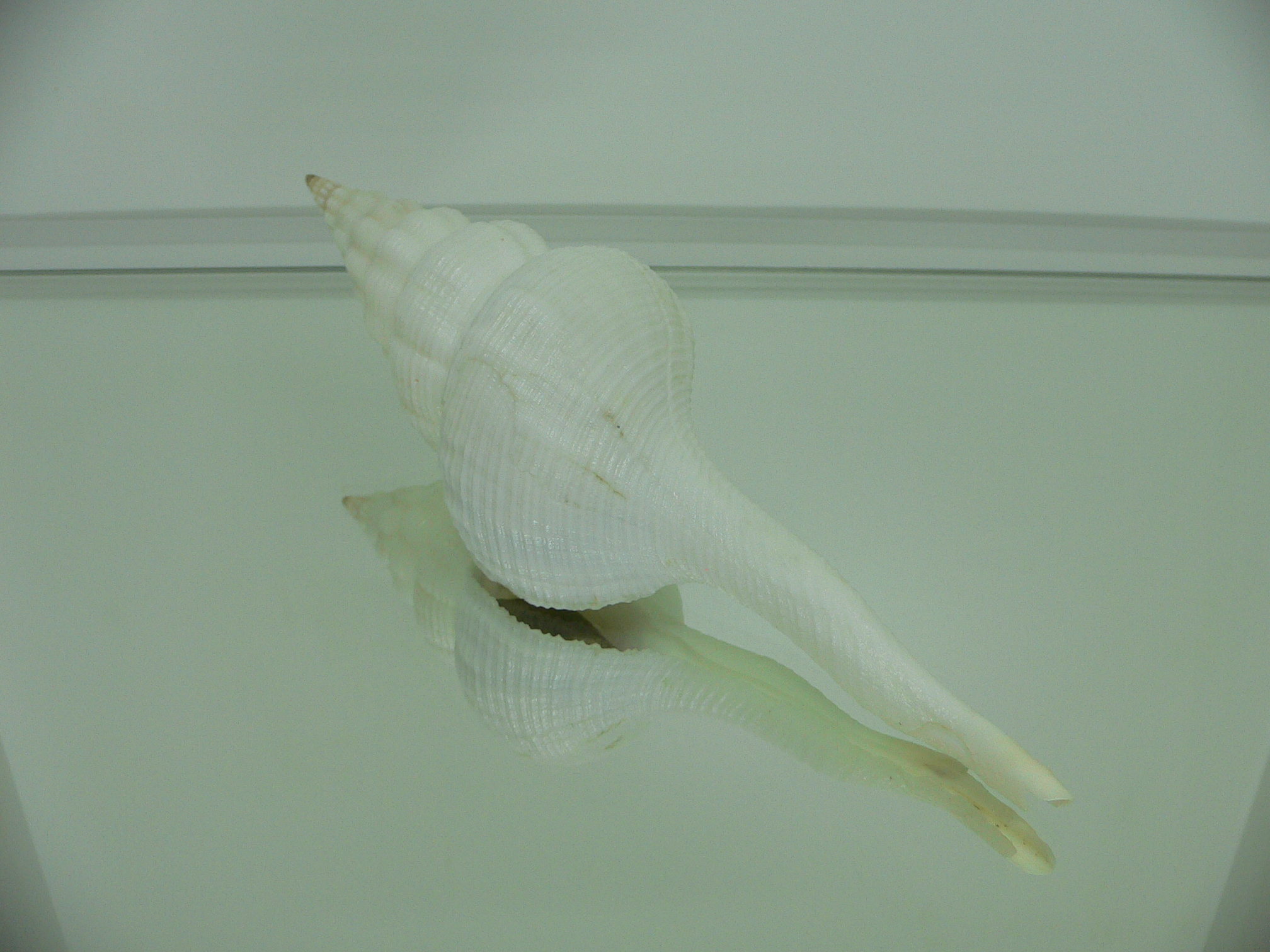Fusinus marisinicus BIG