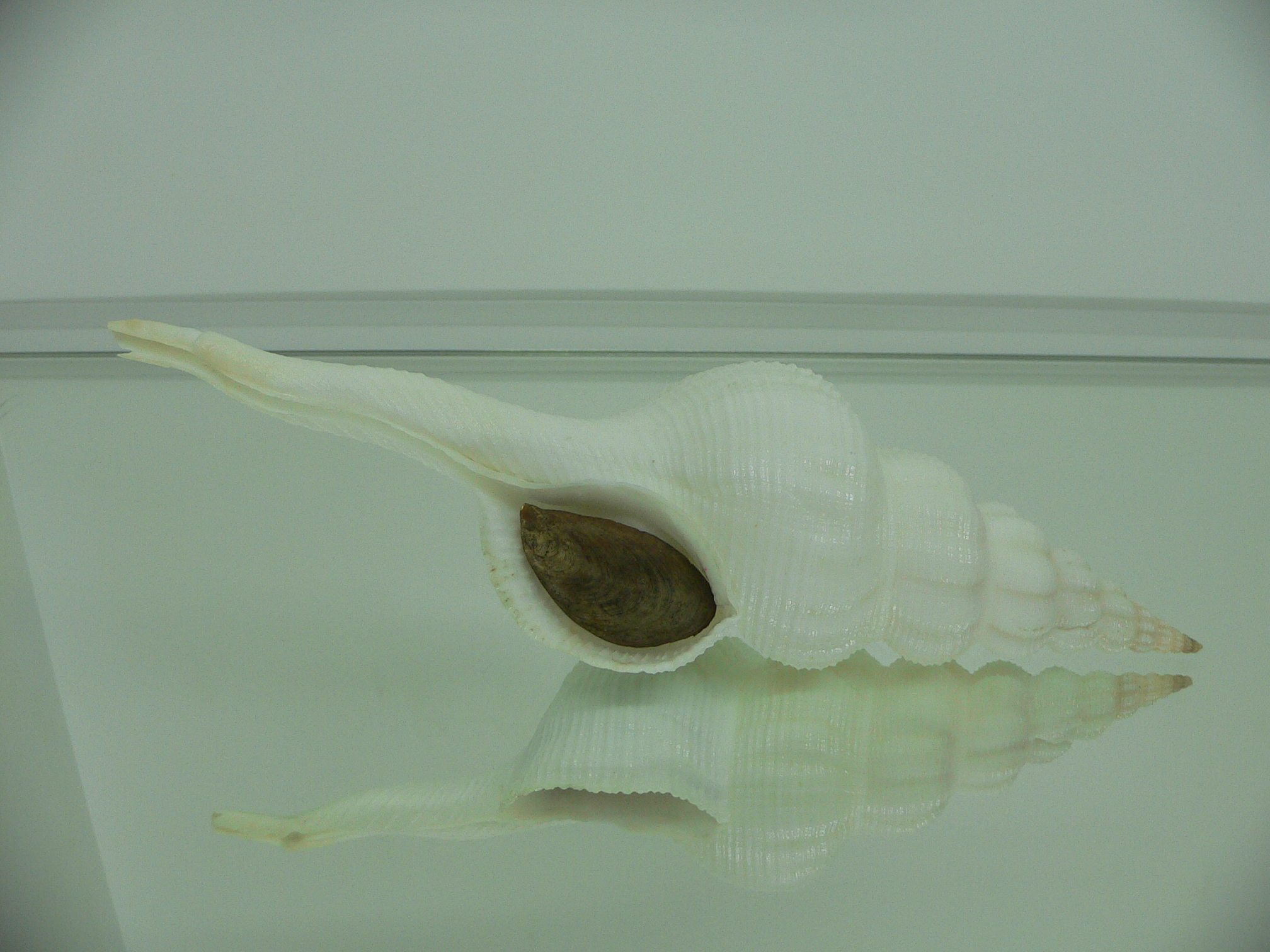 Fusinus marisinicus BIG
