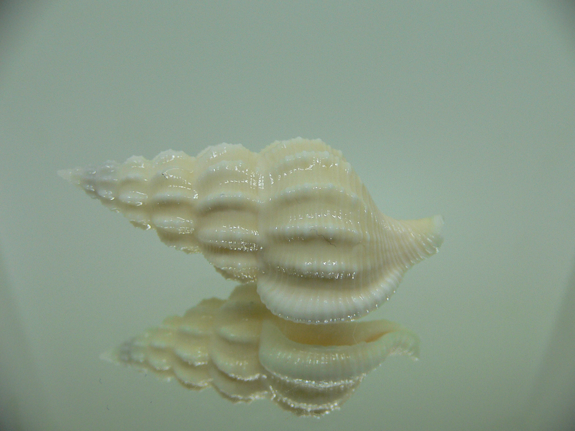 Nassaria magnifica lischkei BIG ALBINO