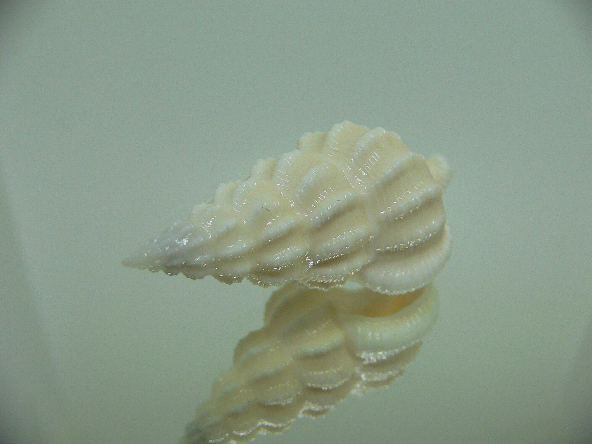 Nassaria magnifica lischkei BIG ALBINO