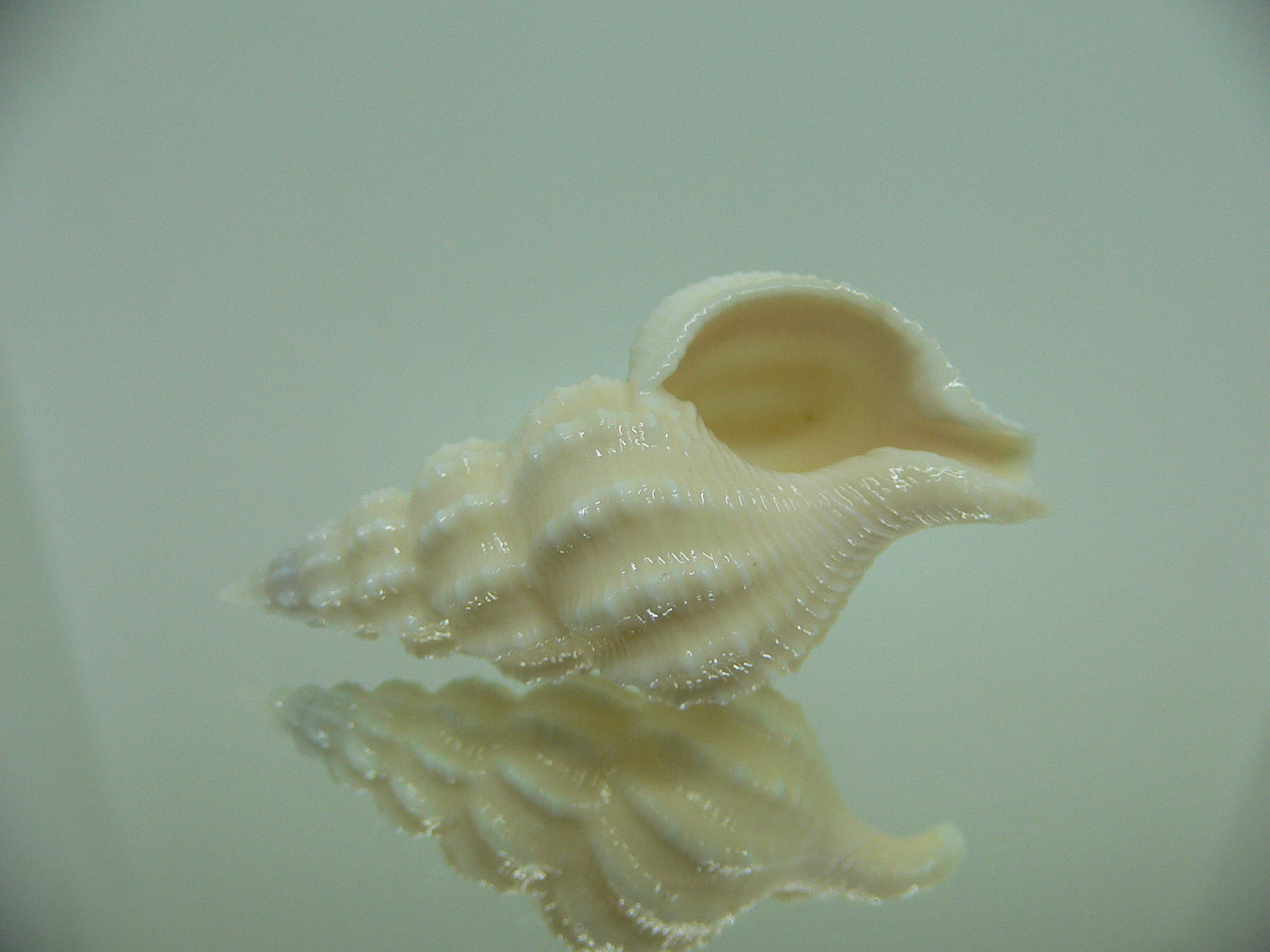 Nassaria magnifica lischkei BIG ALBINO