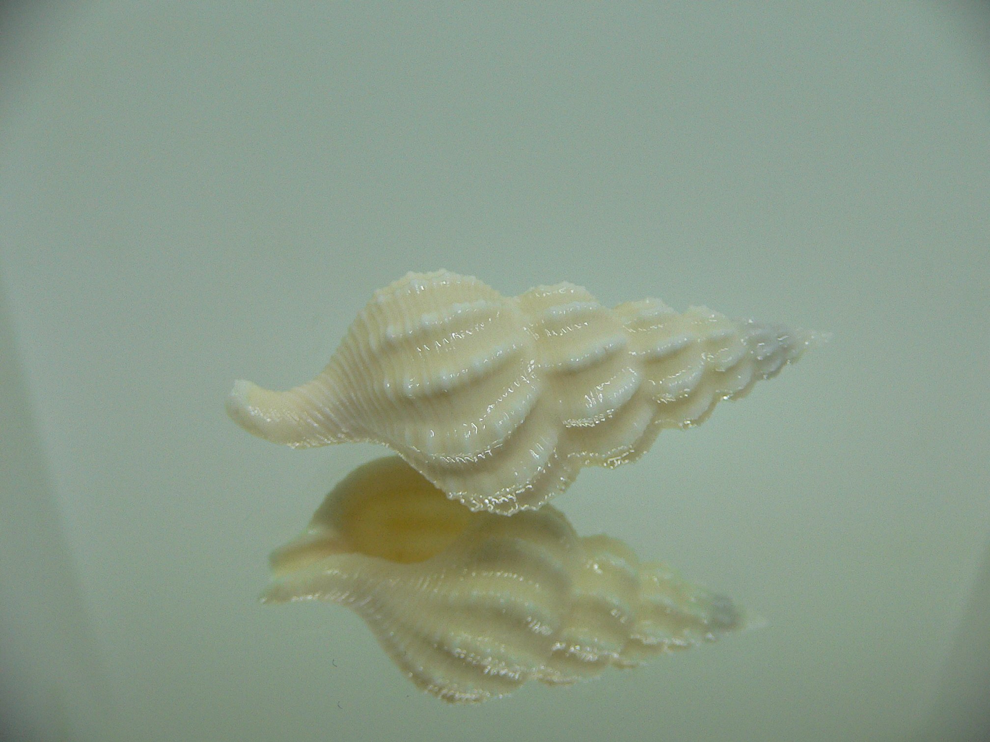 Nassaria magnifica lischkei BIG ALBINO