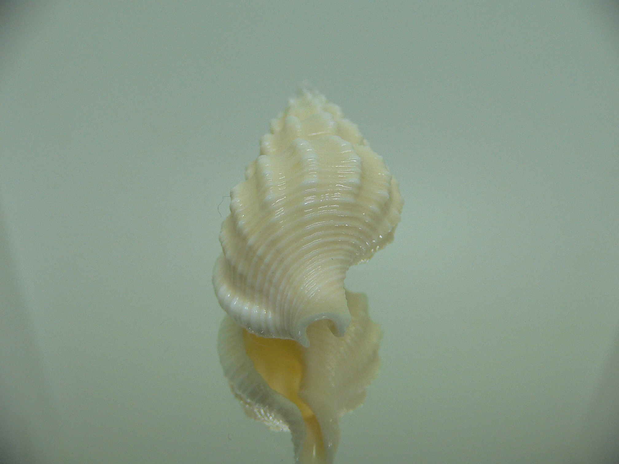 Nassaria magnifica lischkei BIG ALBINO