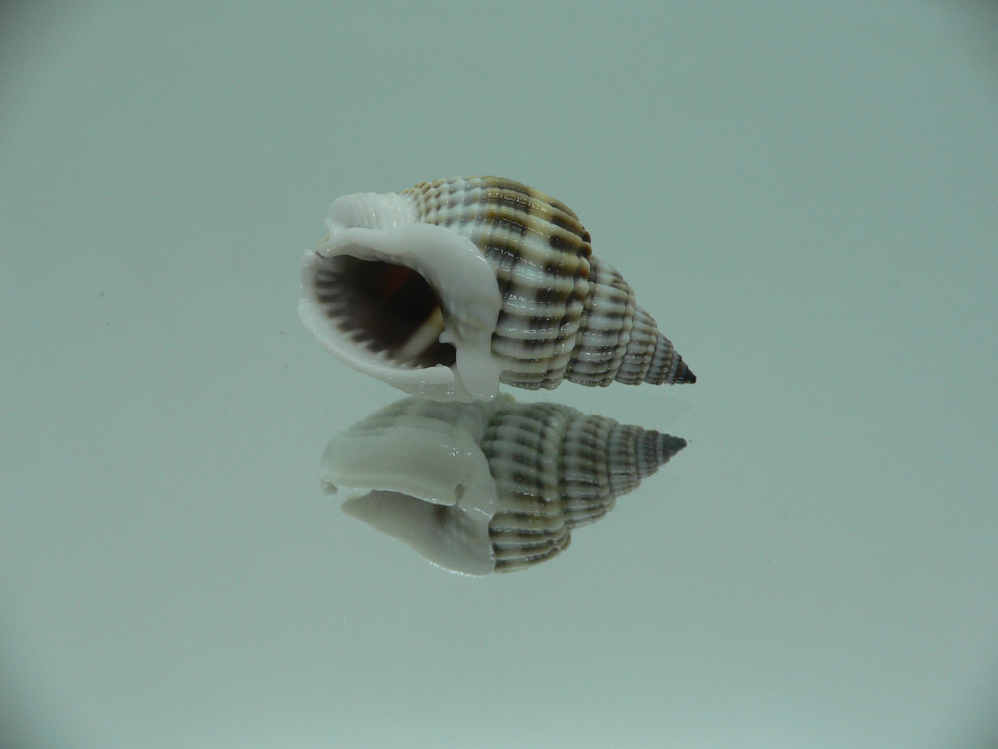 Nassarius livescens RELIEF & LIGHT