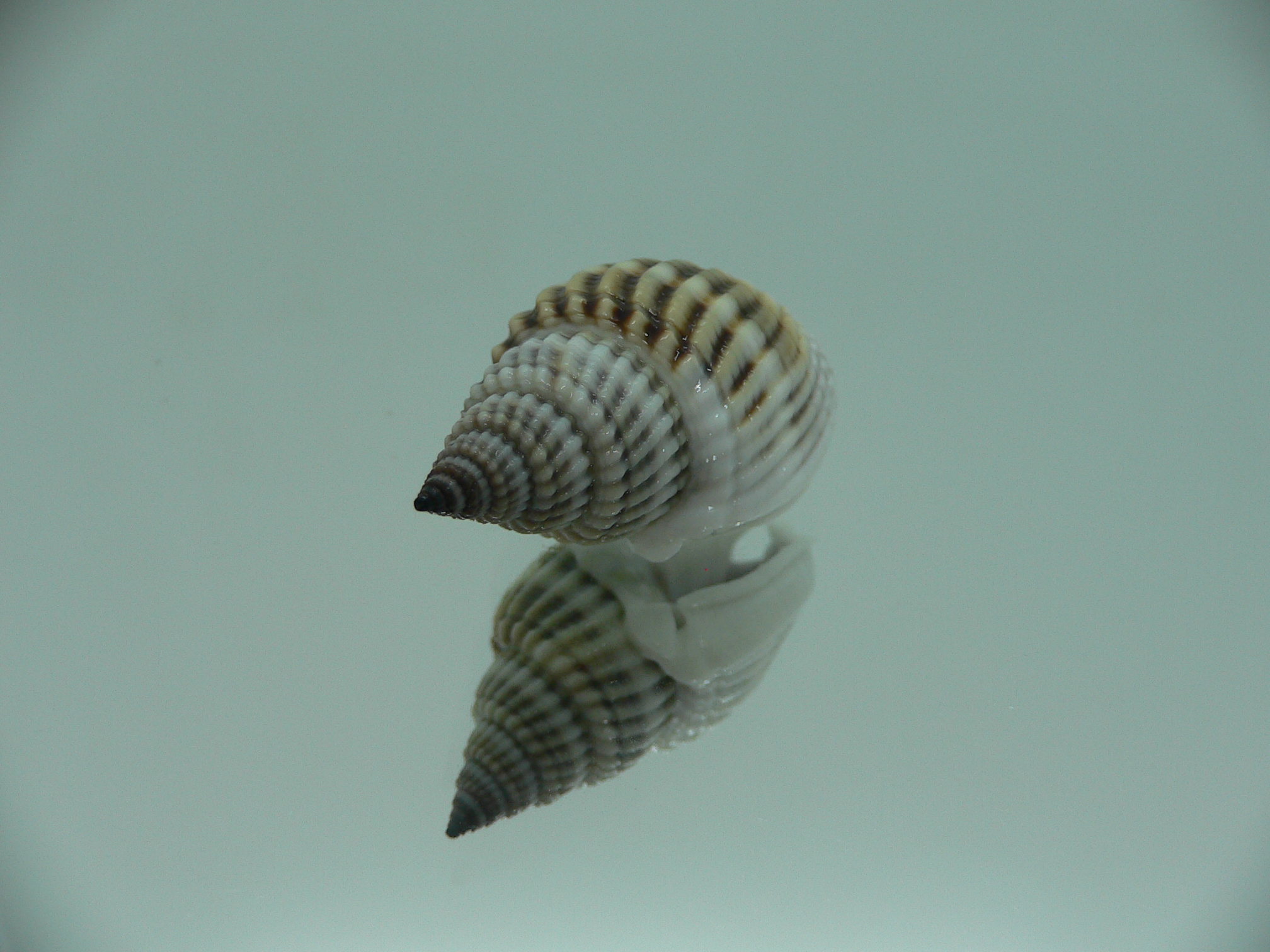Nassarius livescens RELIEF & LIGHT