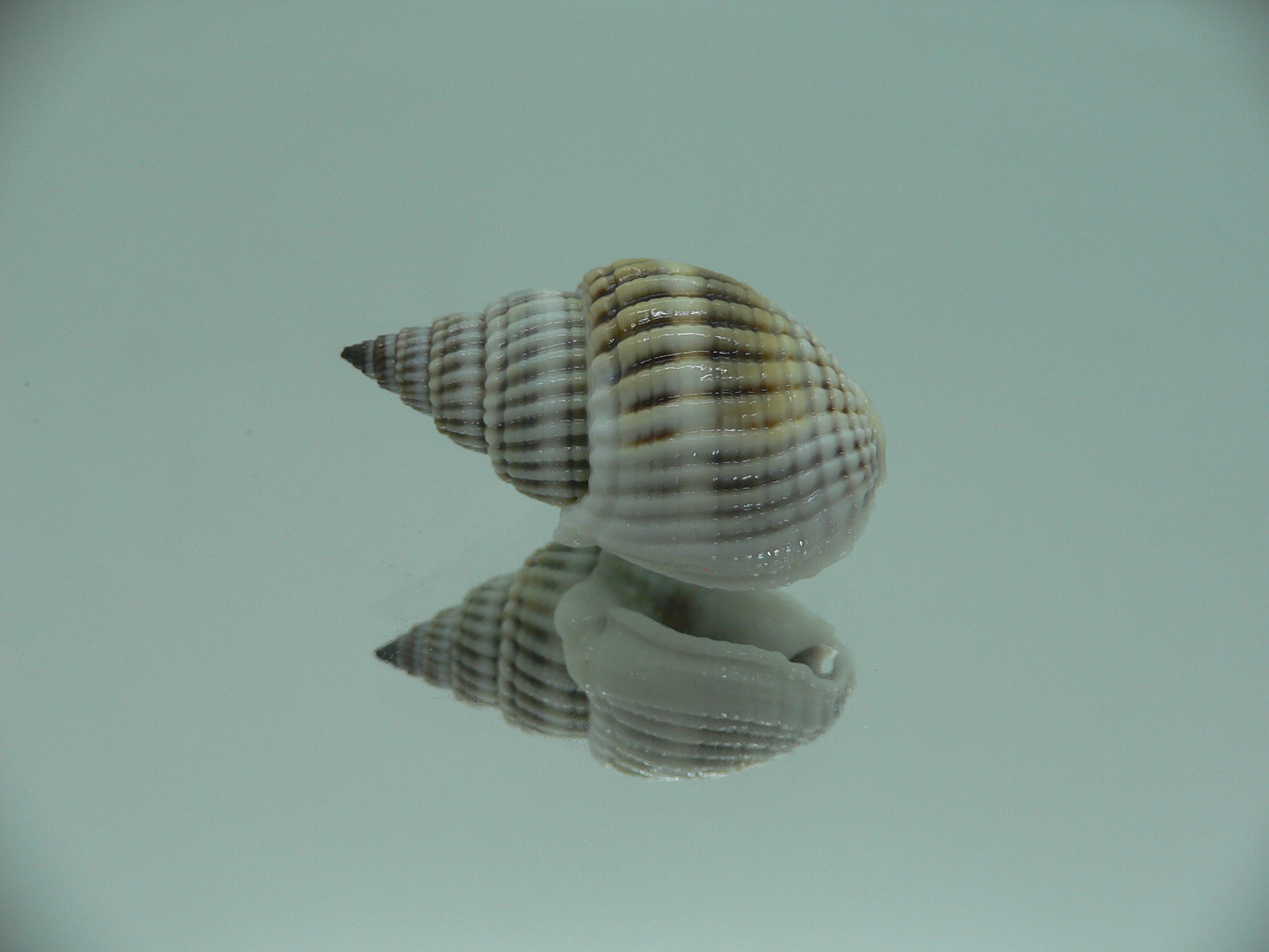 Nassarius livescens RELIEF & LIGHT