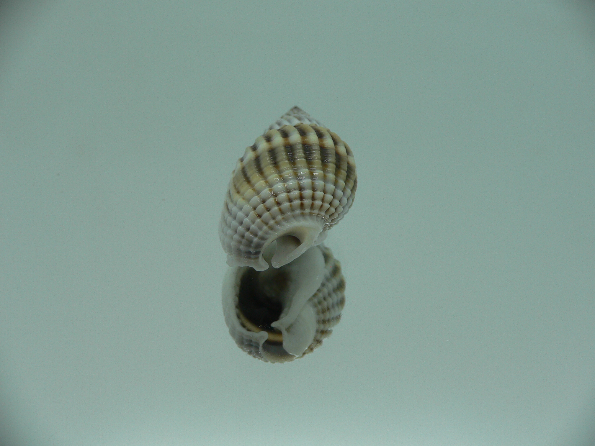 Nassarius livescens RELIEF & LIGHT