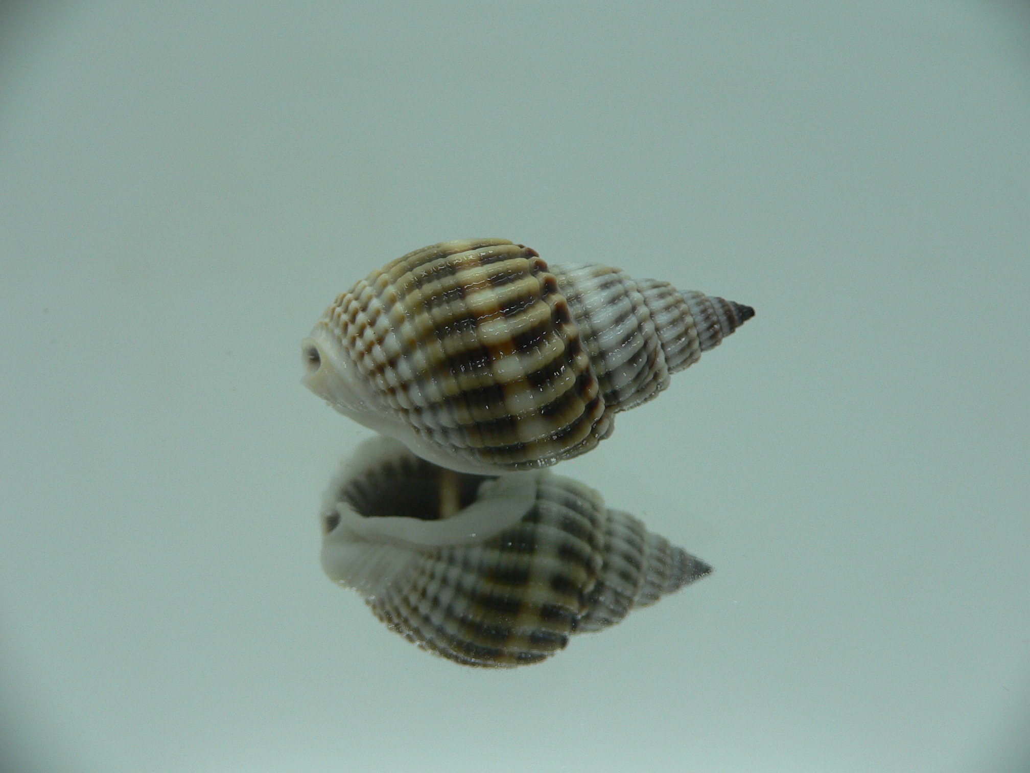 Nassarius livescens RELIEF & LIGHT