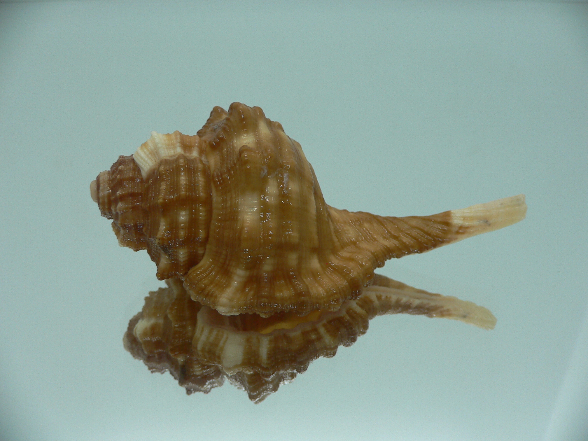 Ranularia sarcostoma