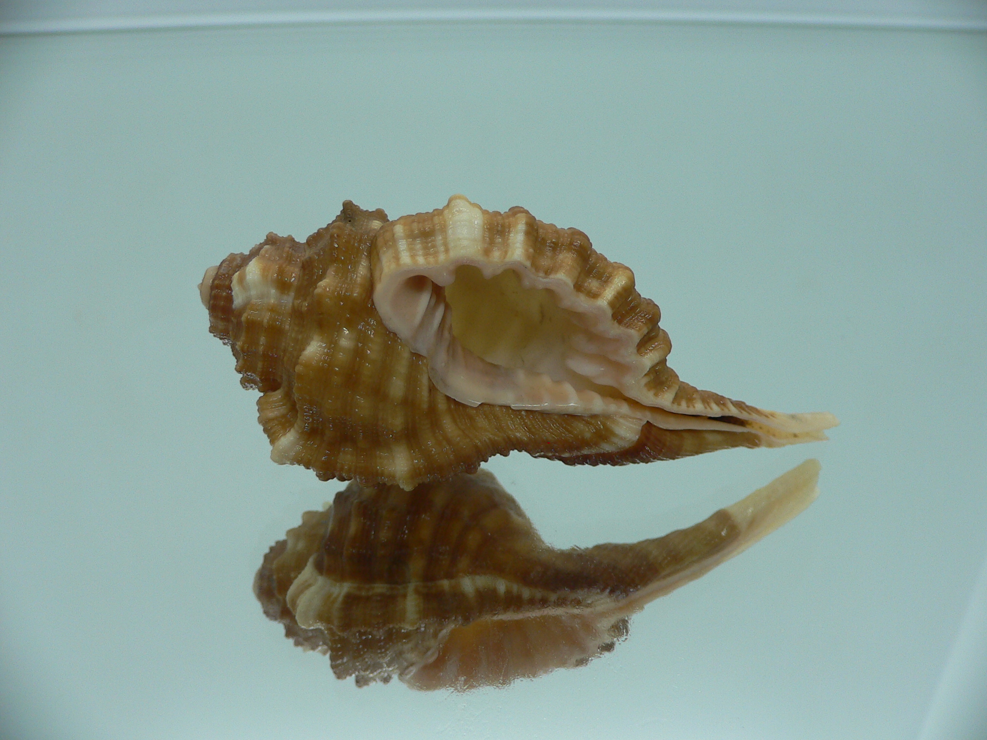 Ranularia sarcostoma