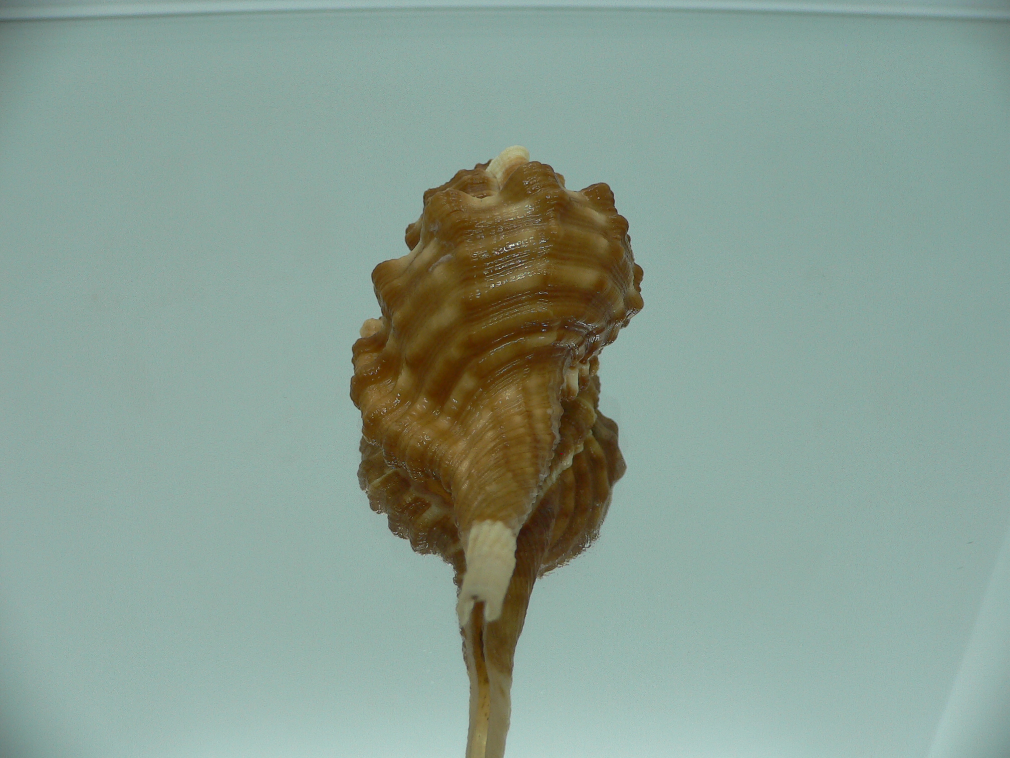 Ranularia sarcostoma