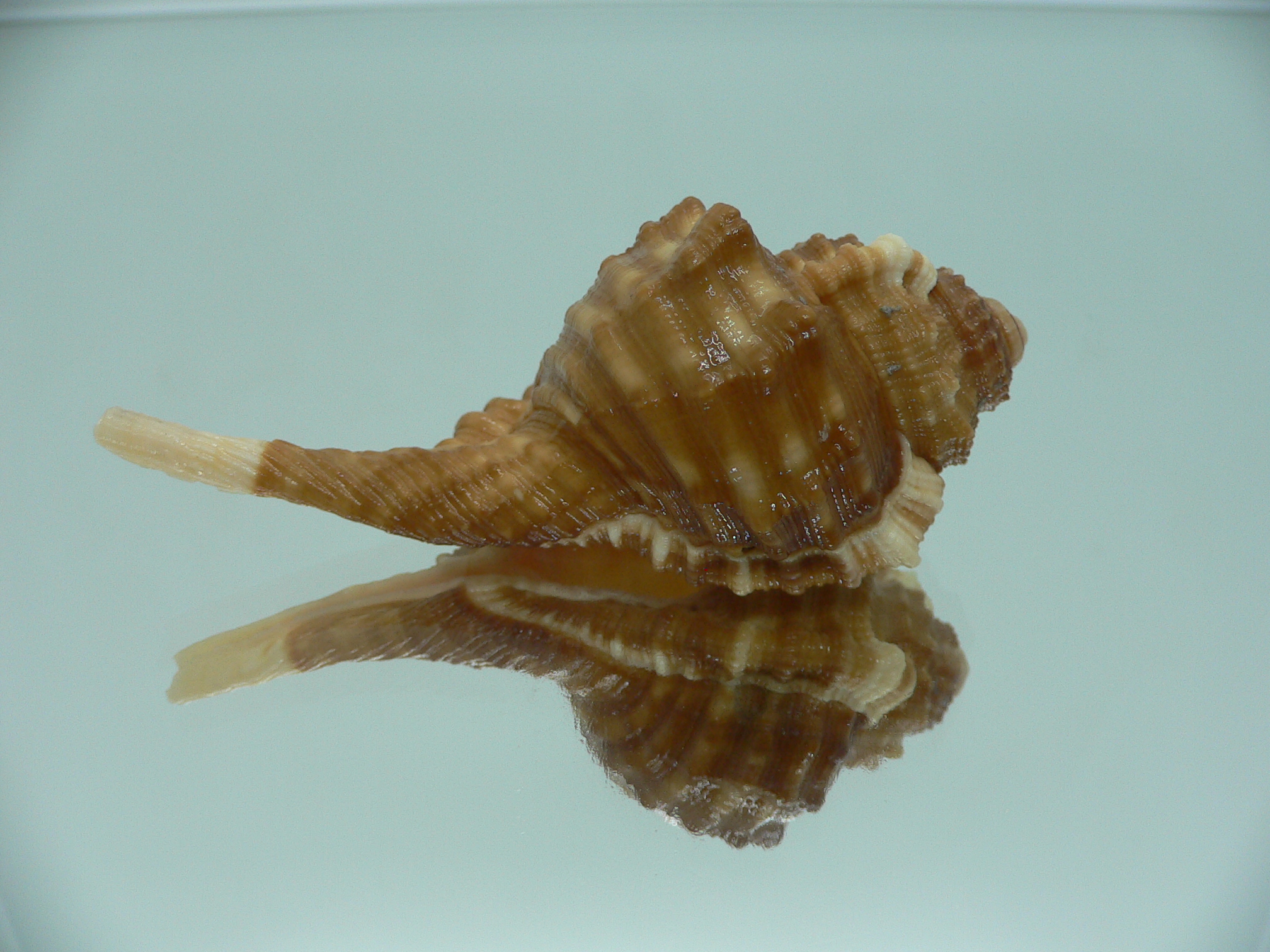 Ranularia sarcostoma